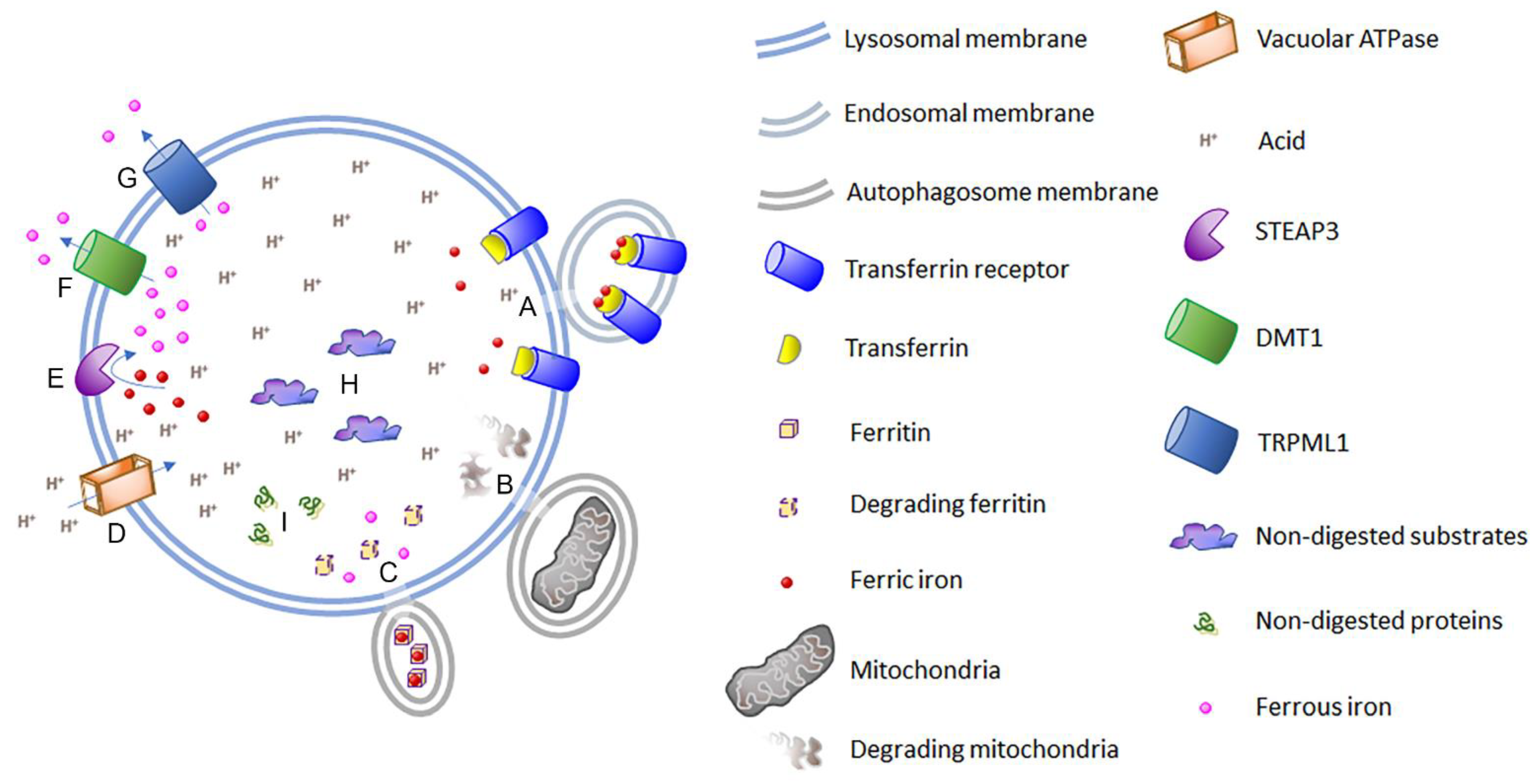Cells 12 02641 g002 Cells 12 02641 g002