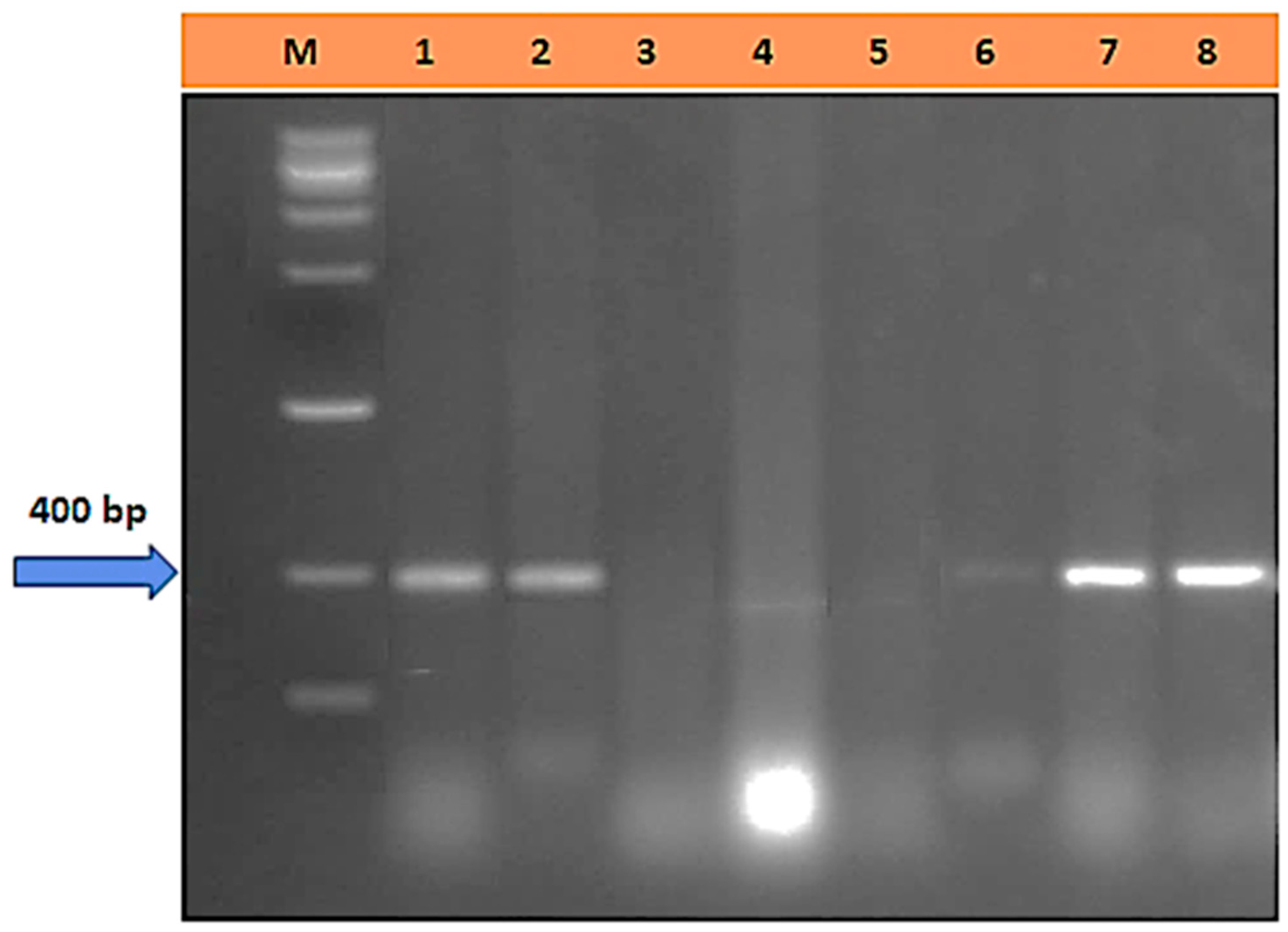 Cells 12 02643 g007 Cells 12 02643 g007