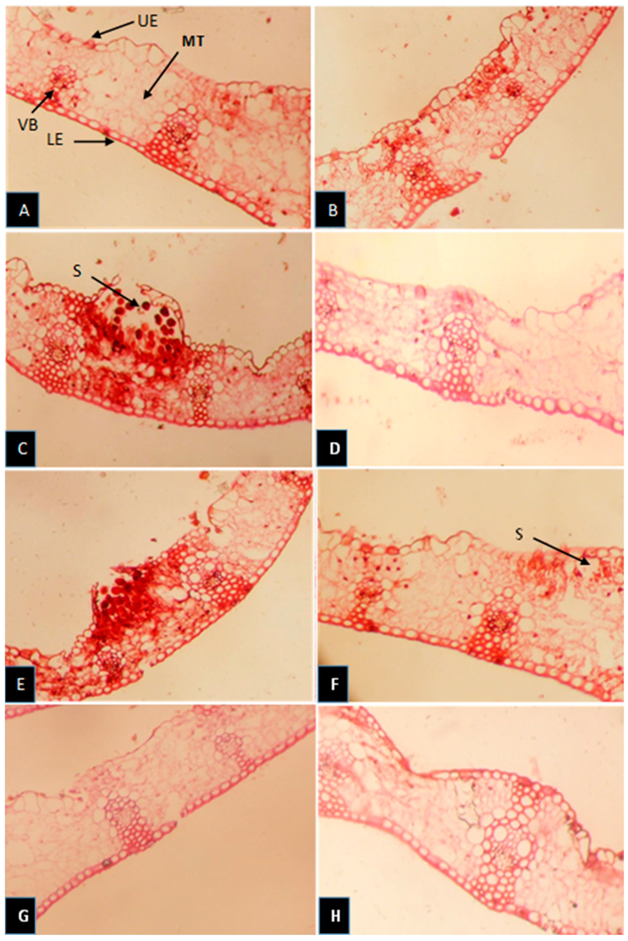 Cells 12 02643 g008 Cells 12 02643 g008