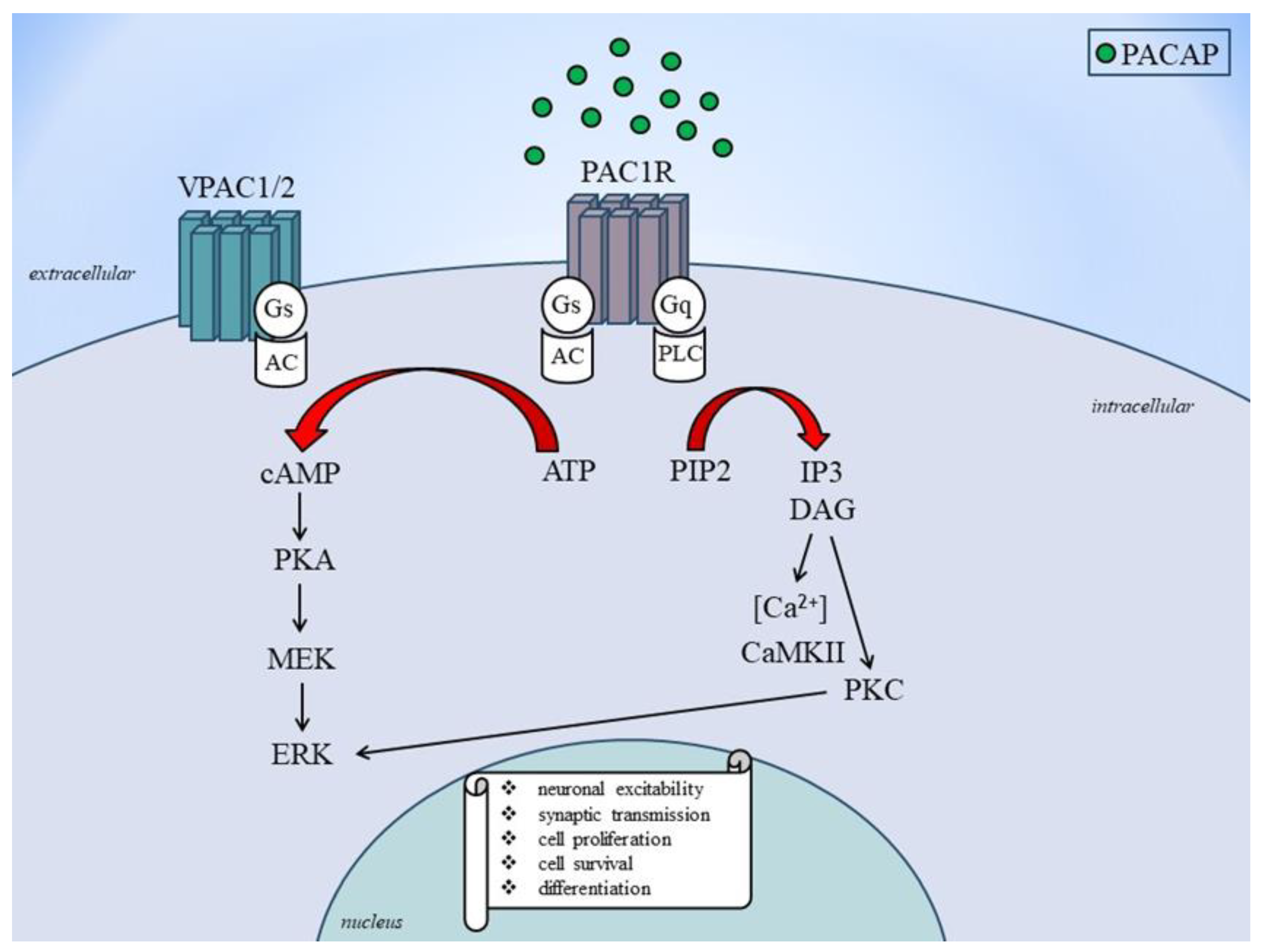 Potential Neuropathic Pain Treatment Shows Promise in Preclinical Tests, Newsroom