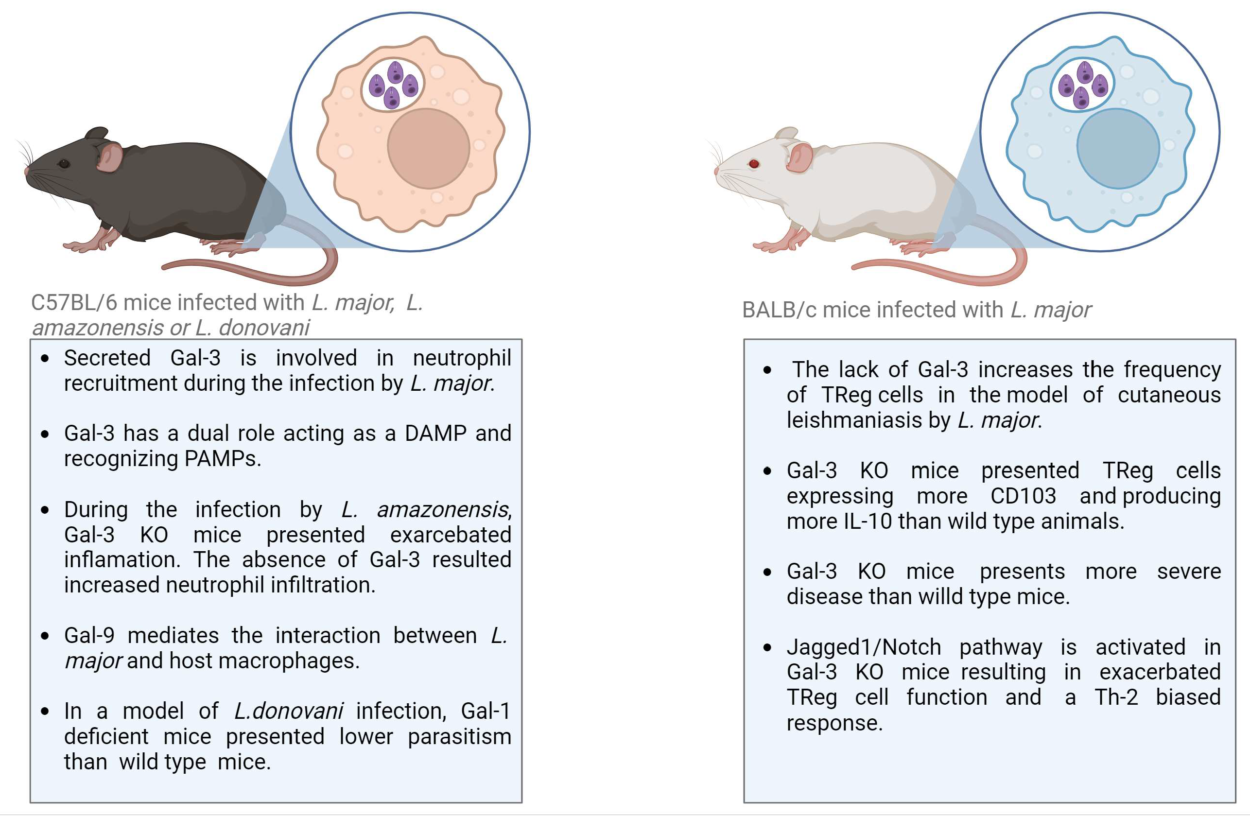 Indices measuring triatomine prevention practices related to (A) rodent