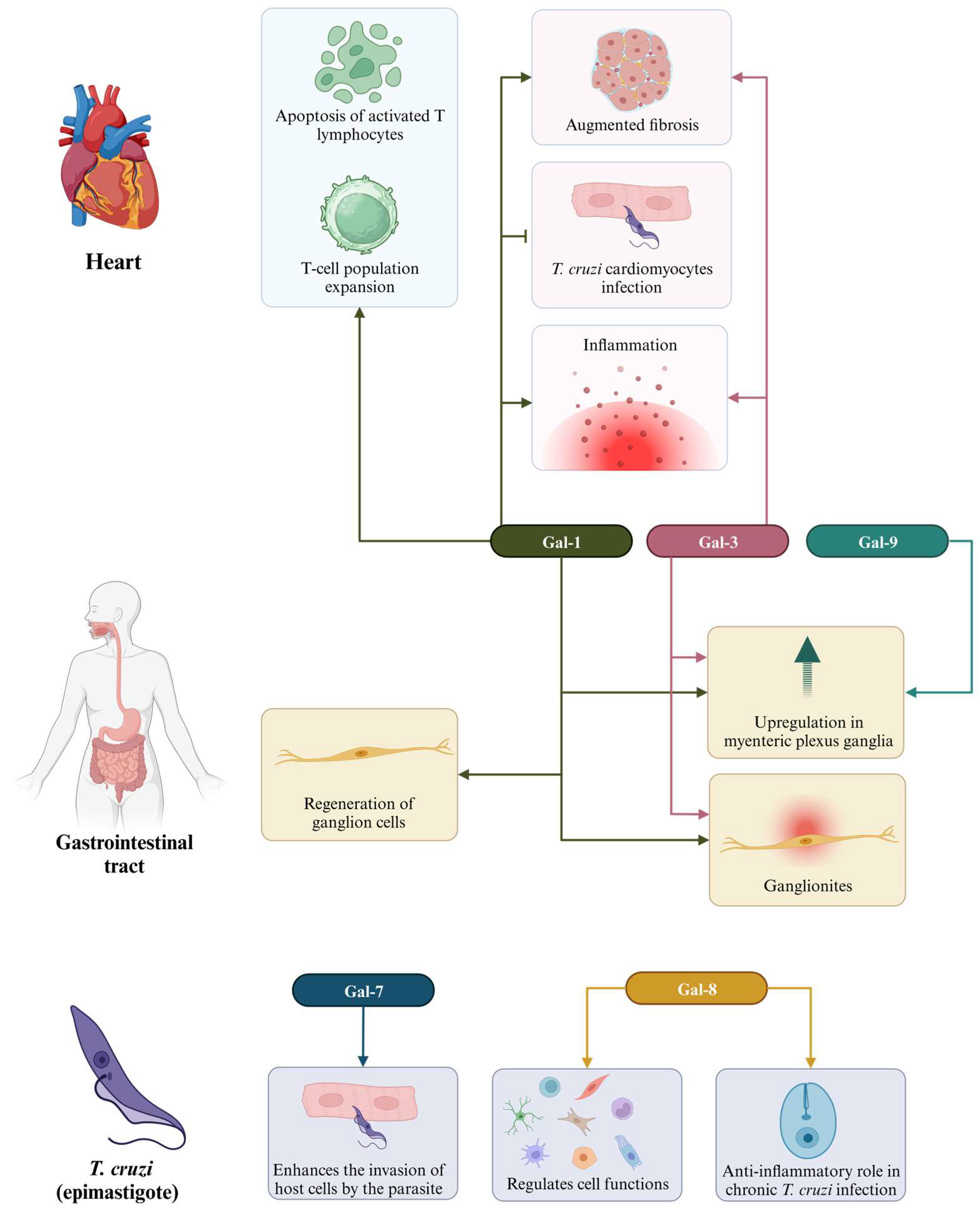 Cells 12 02671 g004 Cells 12 02671 g004