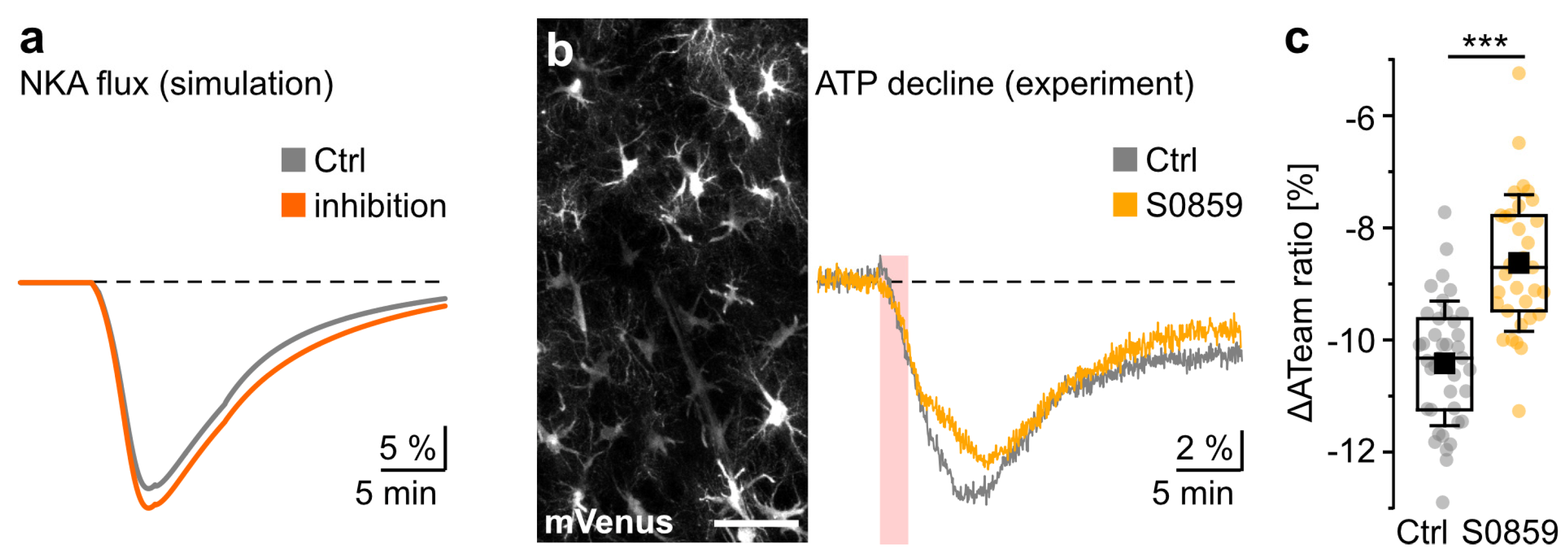 Cells 12 02675 g005 Cells 12 02675 g005