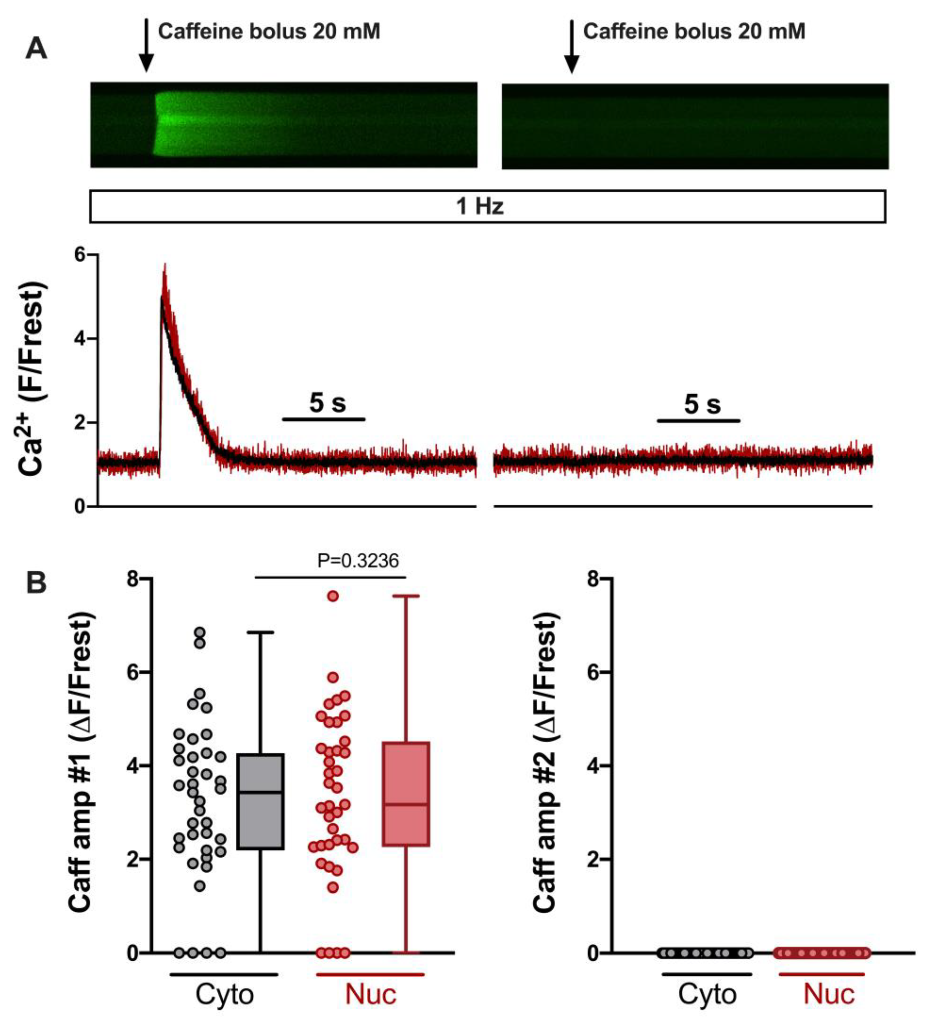 Cells 12 02690 g002 Cells 12 02690 g002