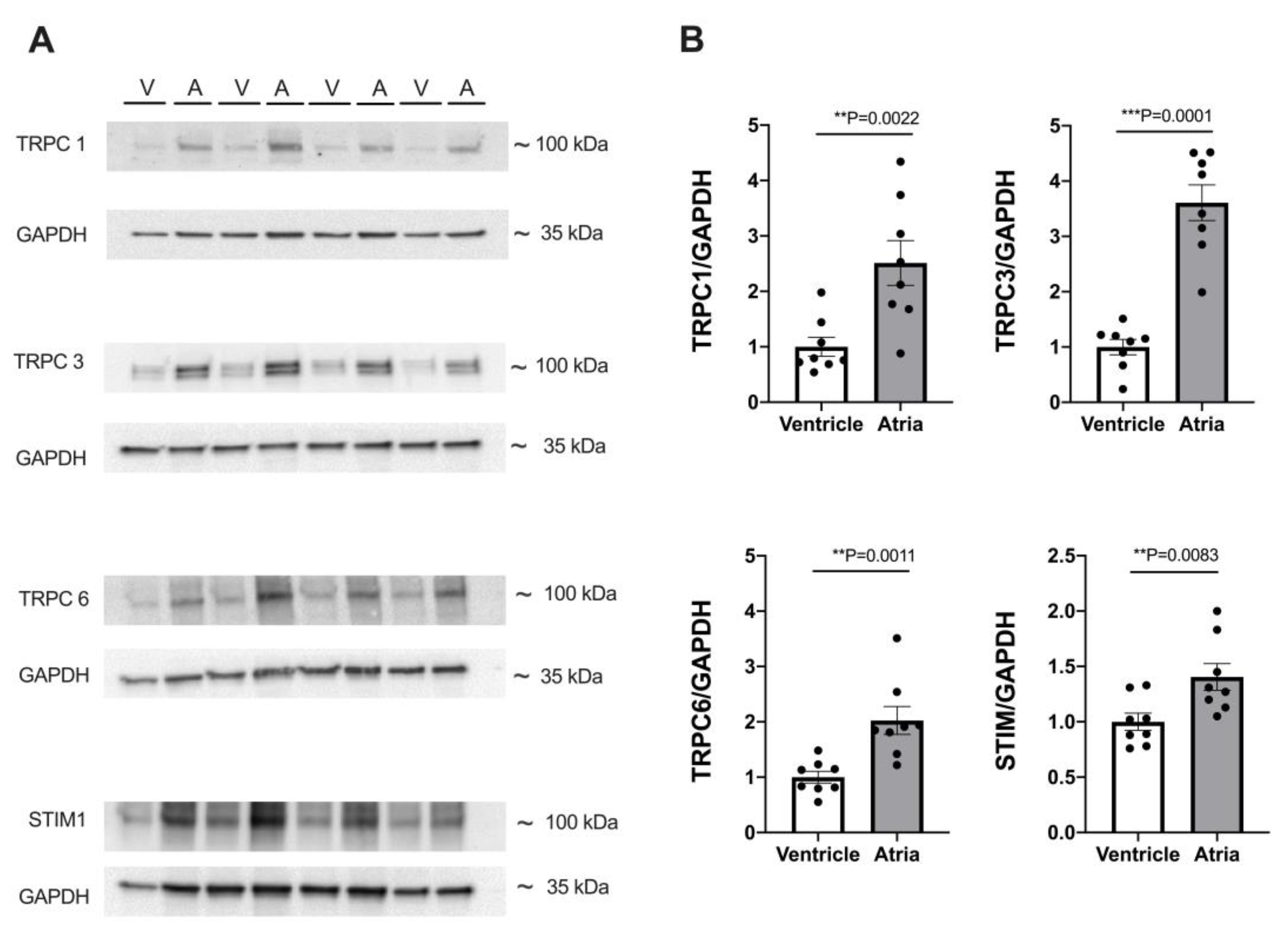 Cells 12 02690 g008 Cells 12 02690 g008