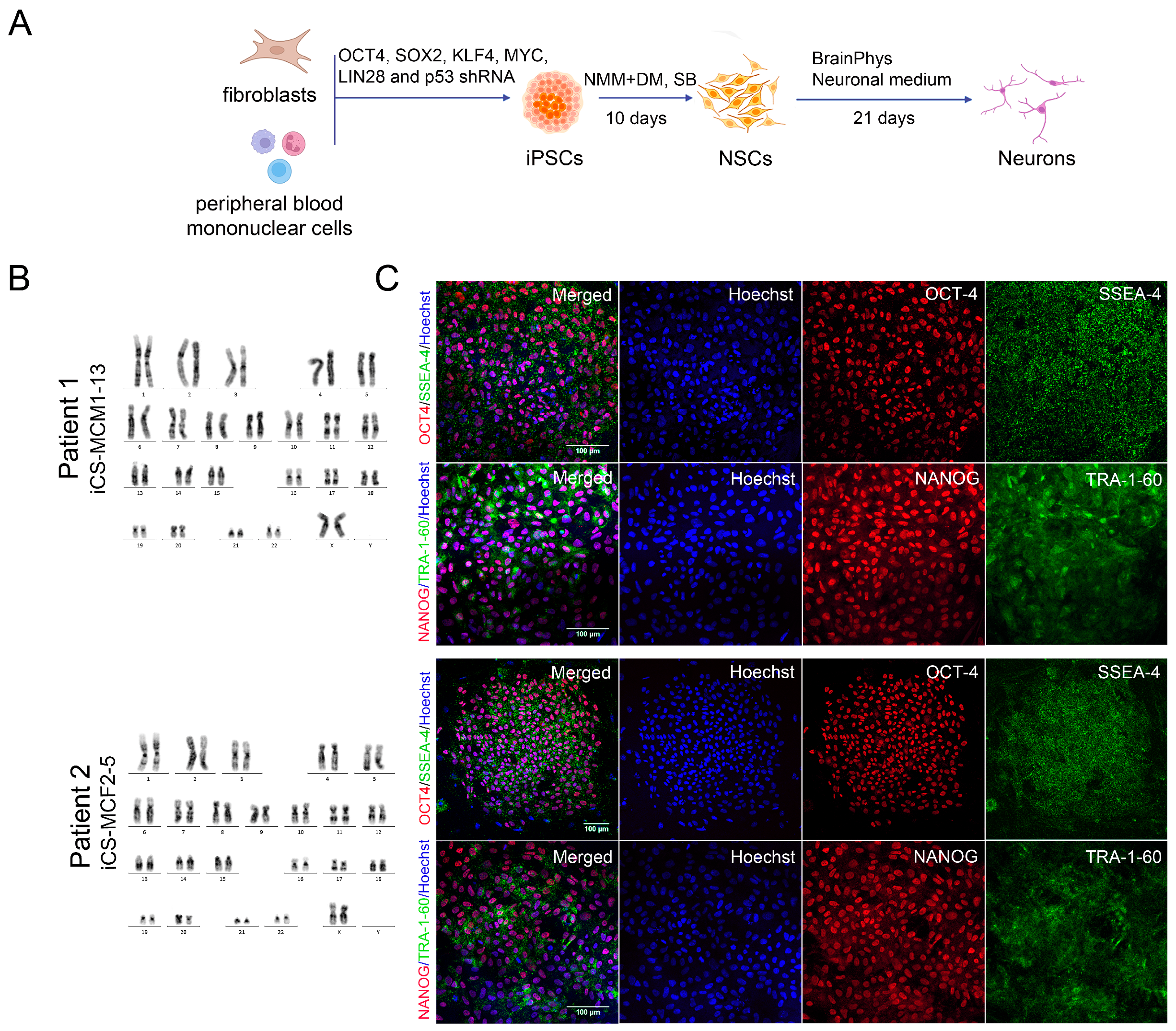 Cells 12 02702 g002a Cells 12 02702 g002a