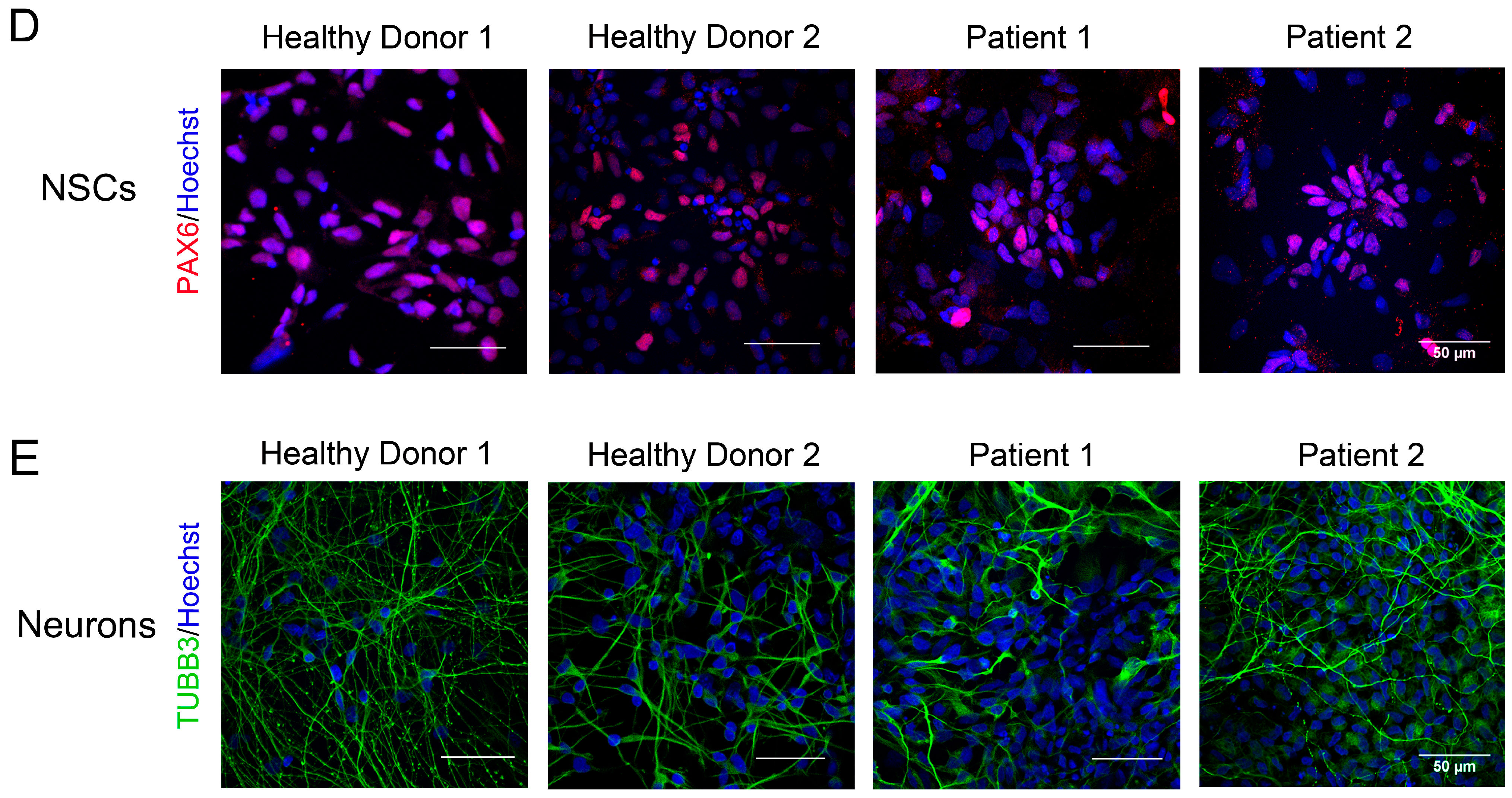 Cells 12 02702 g002b Cells 12 02702 g002b