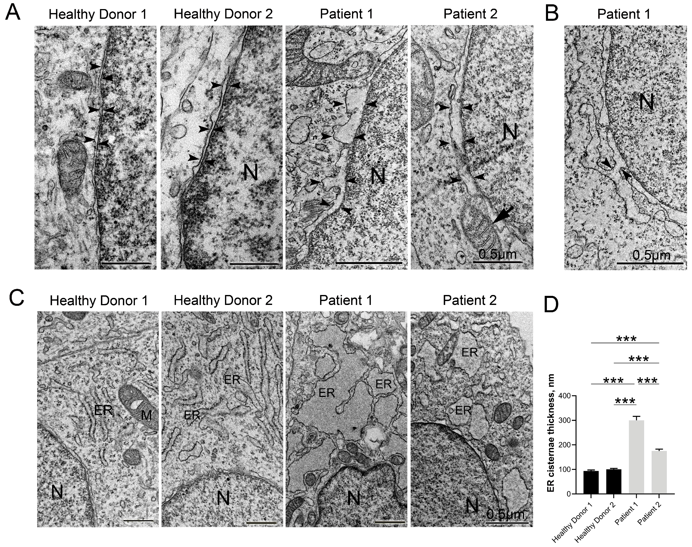 Cells 12 02702 g004a Cells 12 02702 g004a
