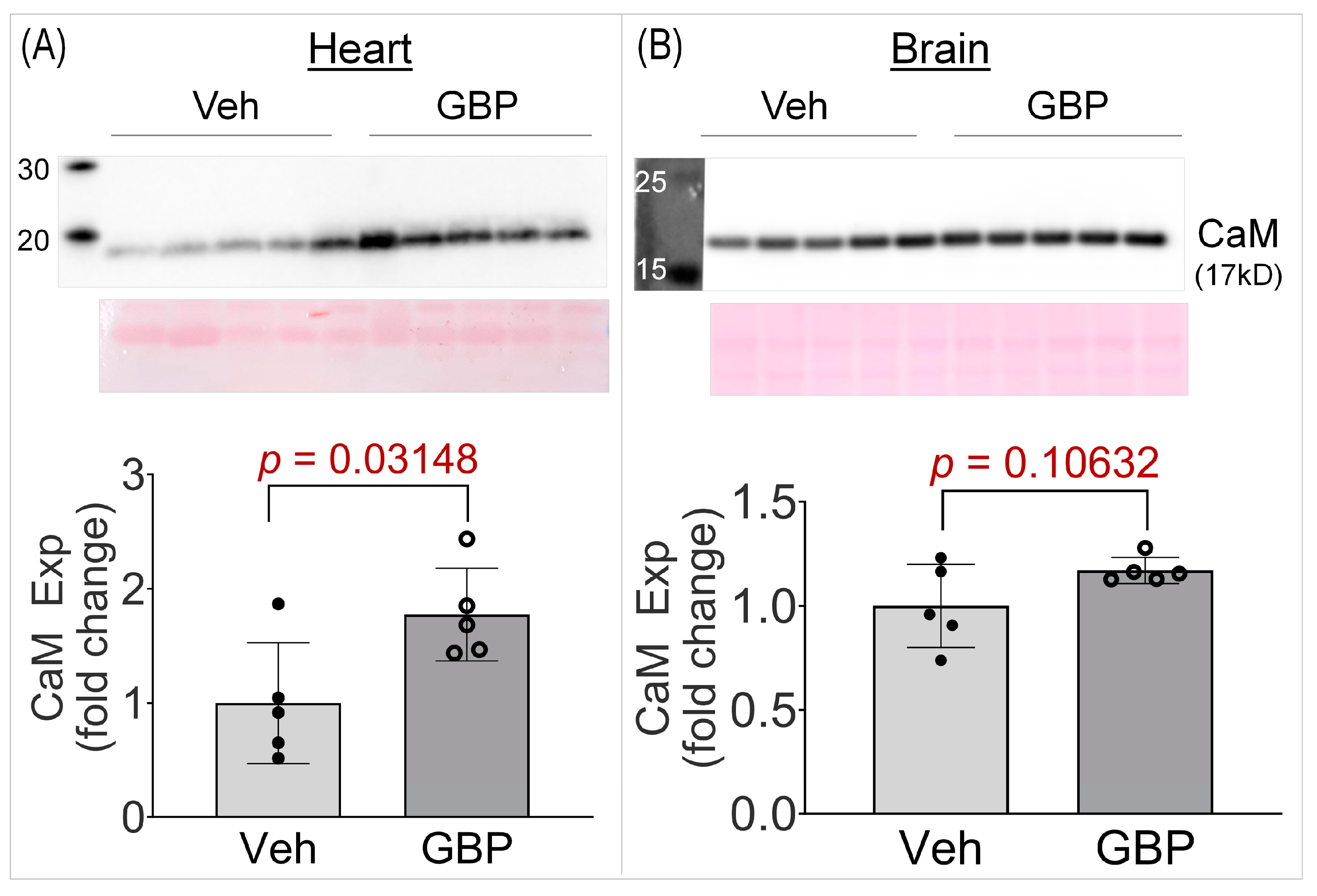gabapentin effects on heart