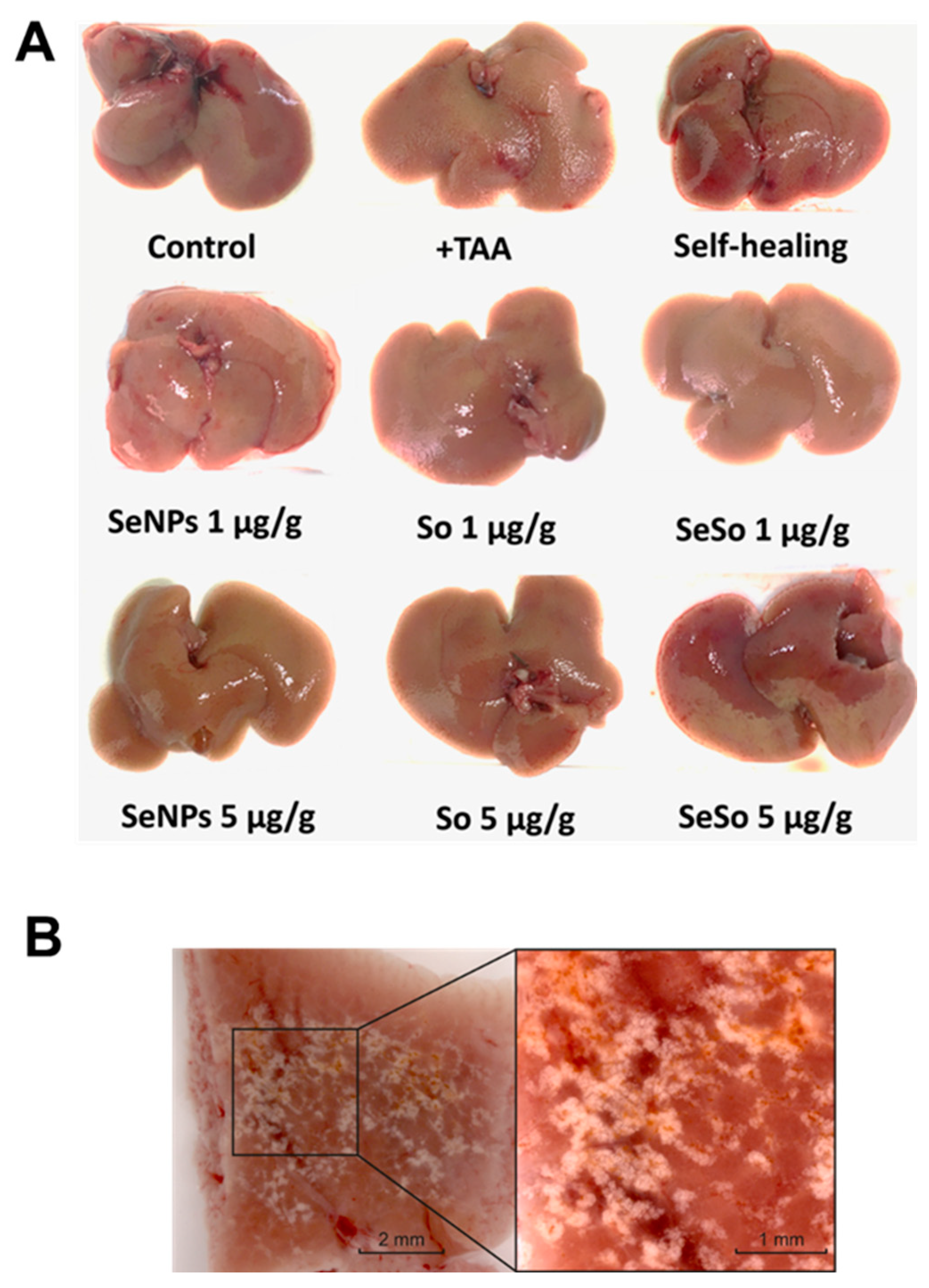 Cells 12 02723 g005 Cells 12 02723 g005