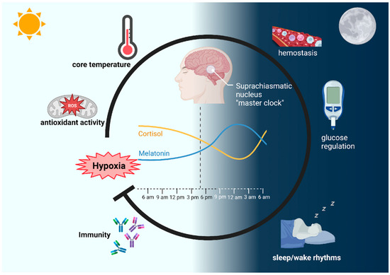 Sleep and Brain