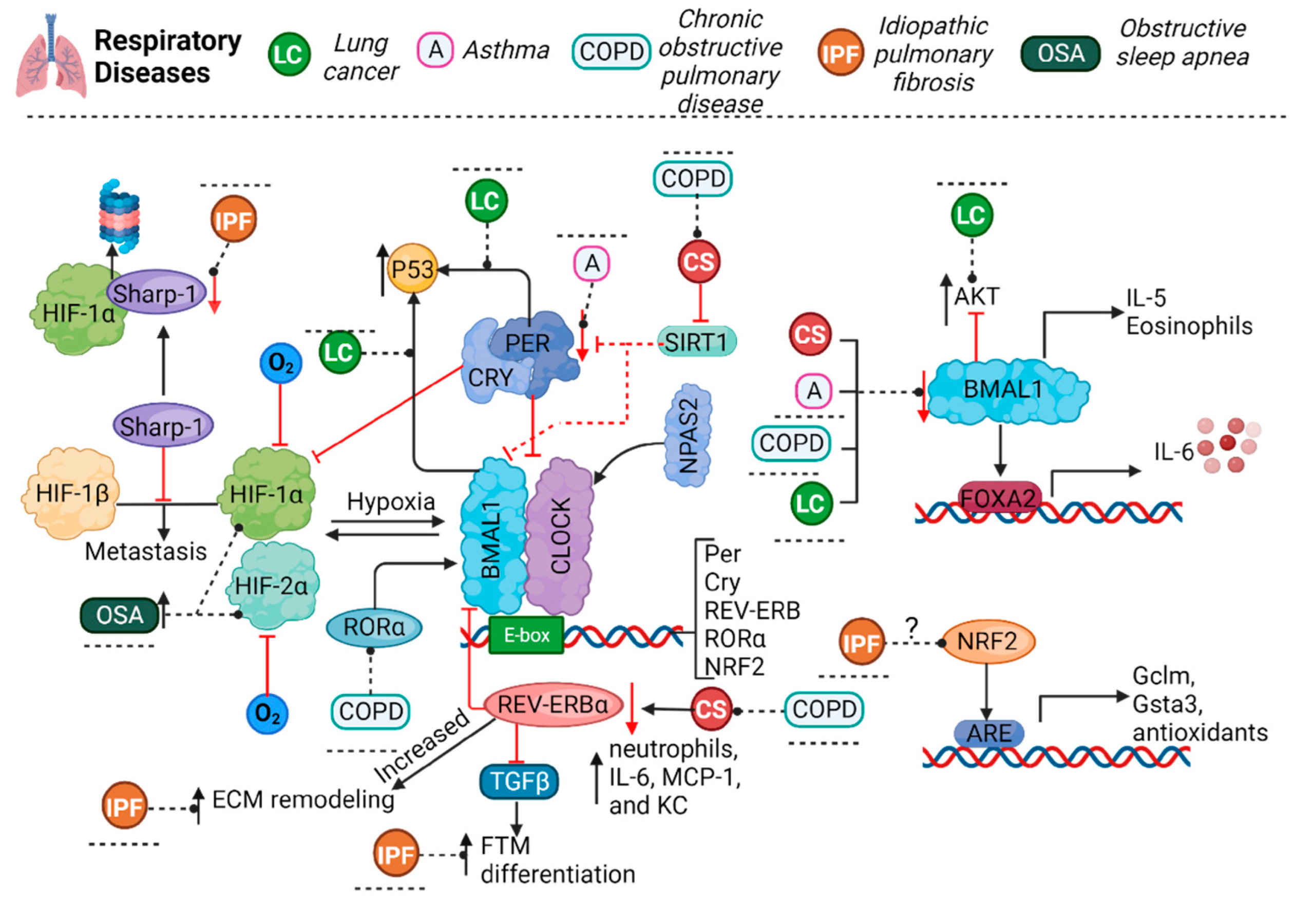 Cells 12 02724 g002 Cells 12 02724 g002