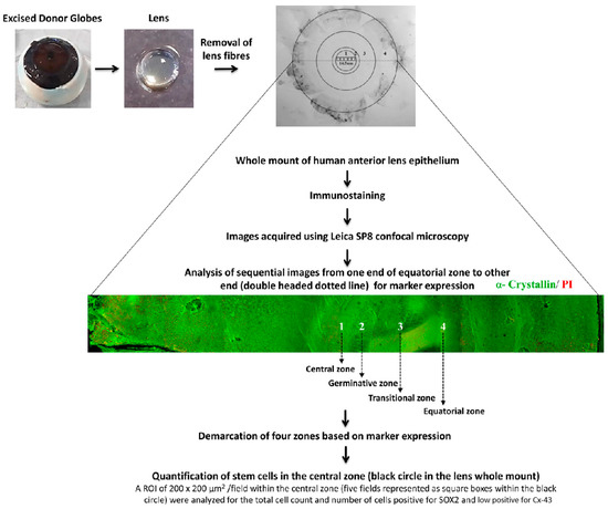 Cells | Free Full-Text | Towards the Identification and ...