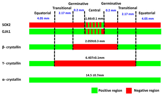 Towards the Identification and Characterization of Putative Adult Human ...