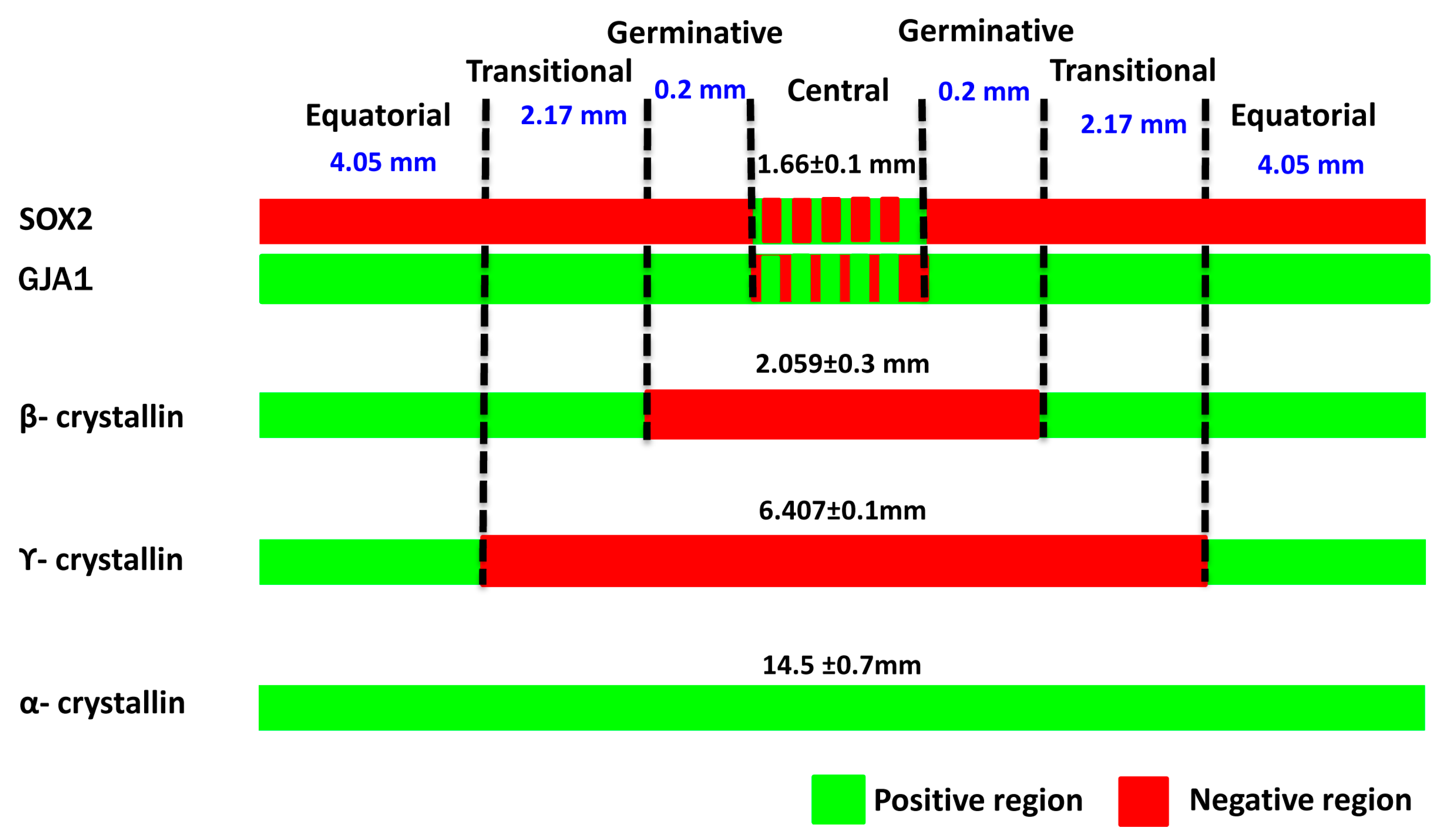 Cells | Free Full-Text | Towards the Identification and ...
