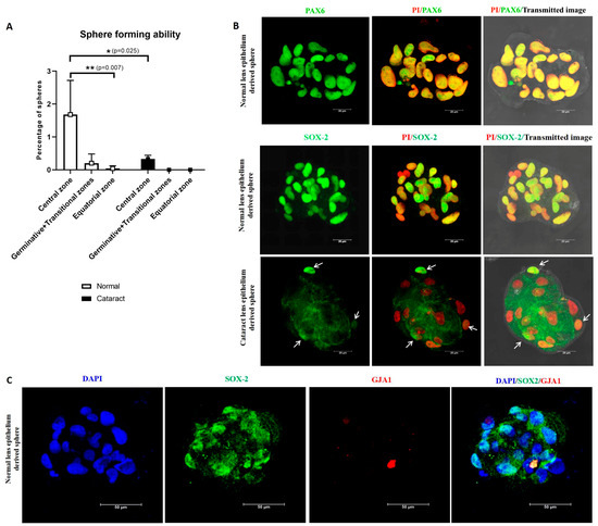 Towards the Identification and Characterization of Putative Adult Human ...