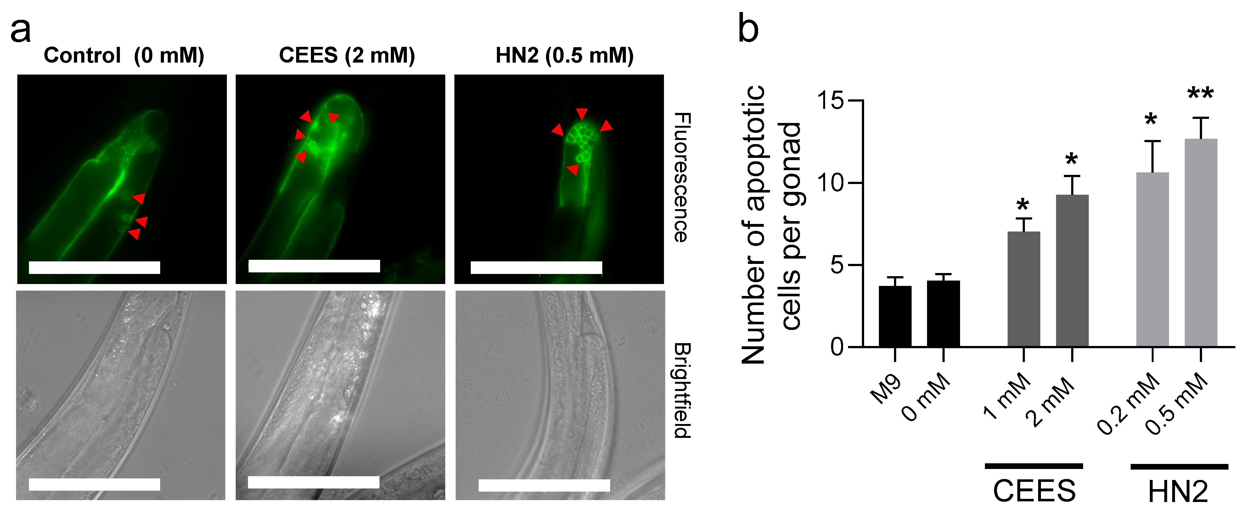 Cells 12 02728 g003 Cells 12 02728 g003