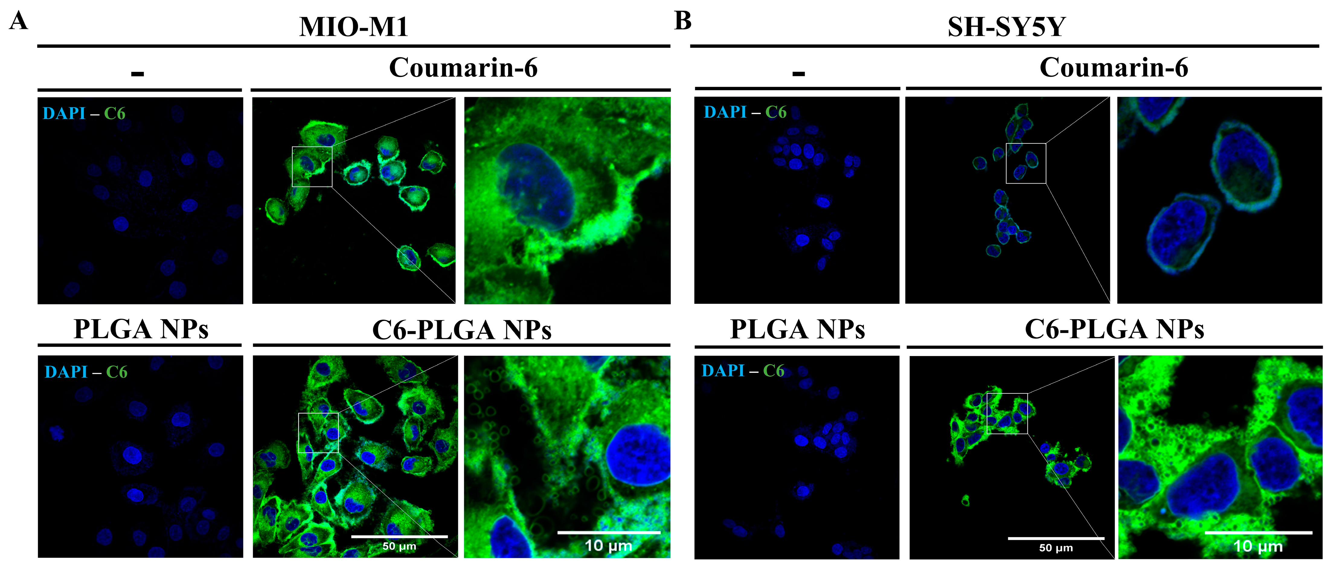 Cells 12 02735 g004 Cells 12 02735 g004