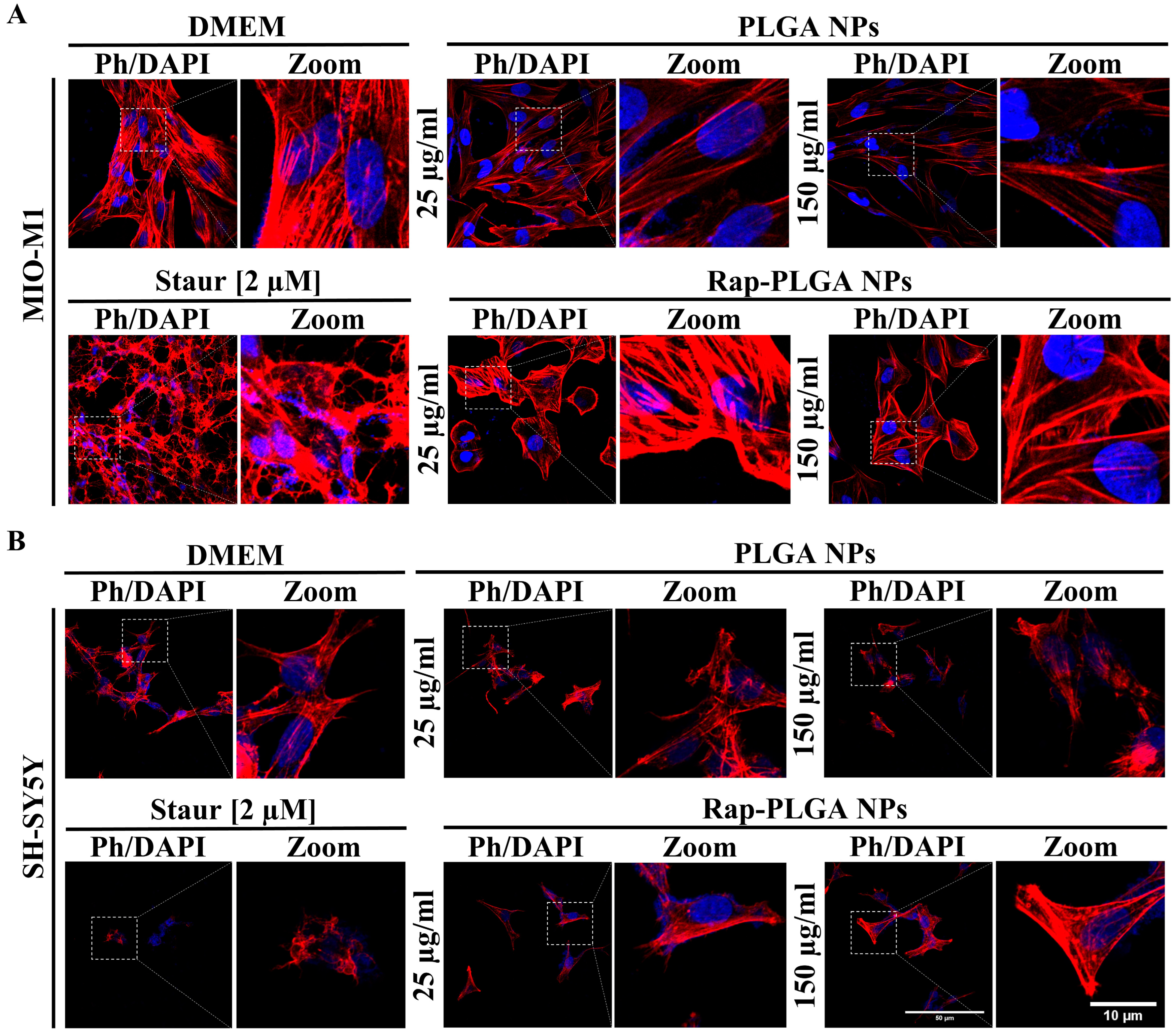 Cells 12 02735 g006 Cells 12 02735 g006