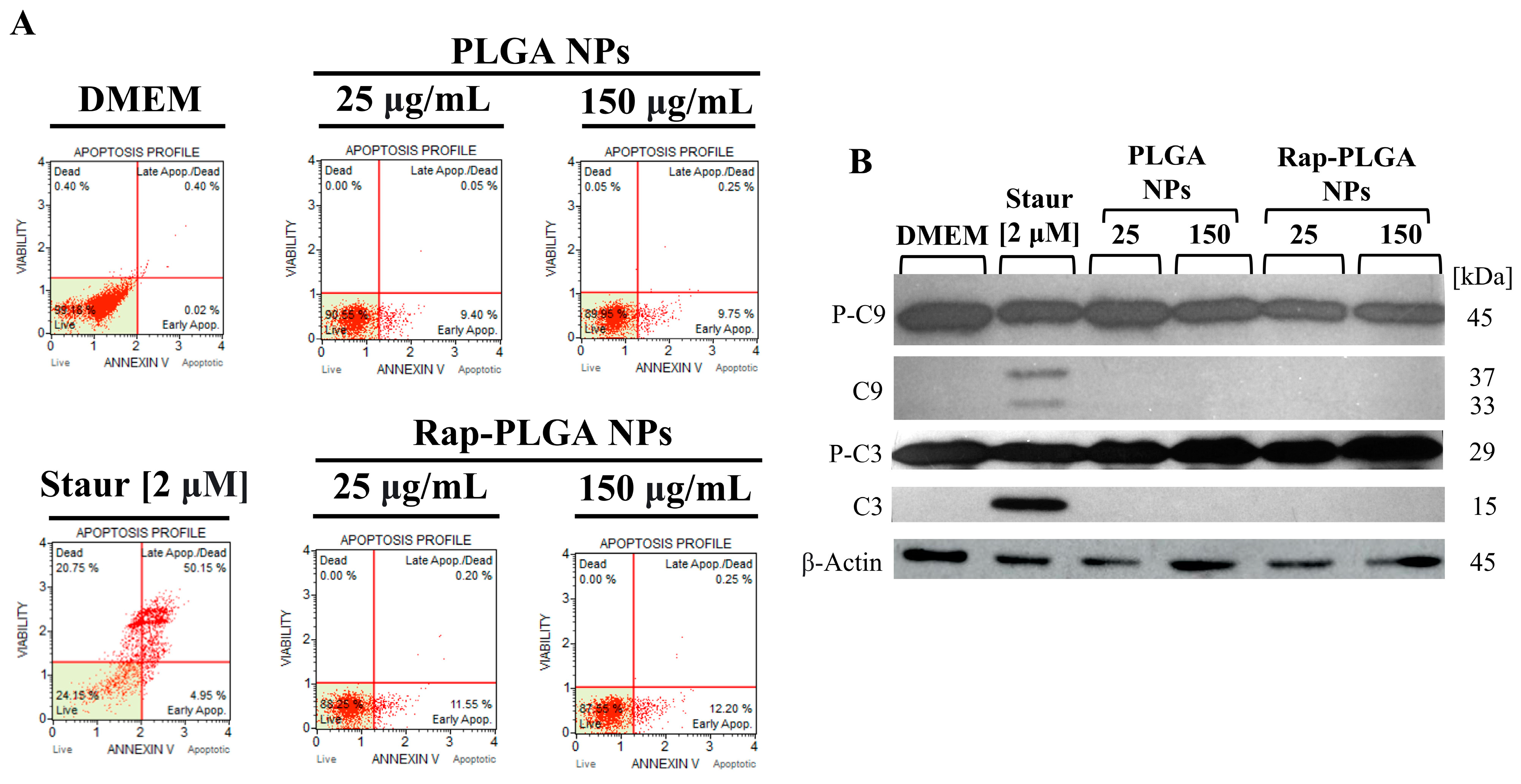 Cells 12 02735 g007 Cells 12 02735 g007
