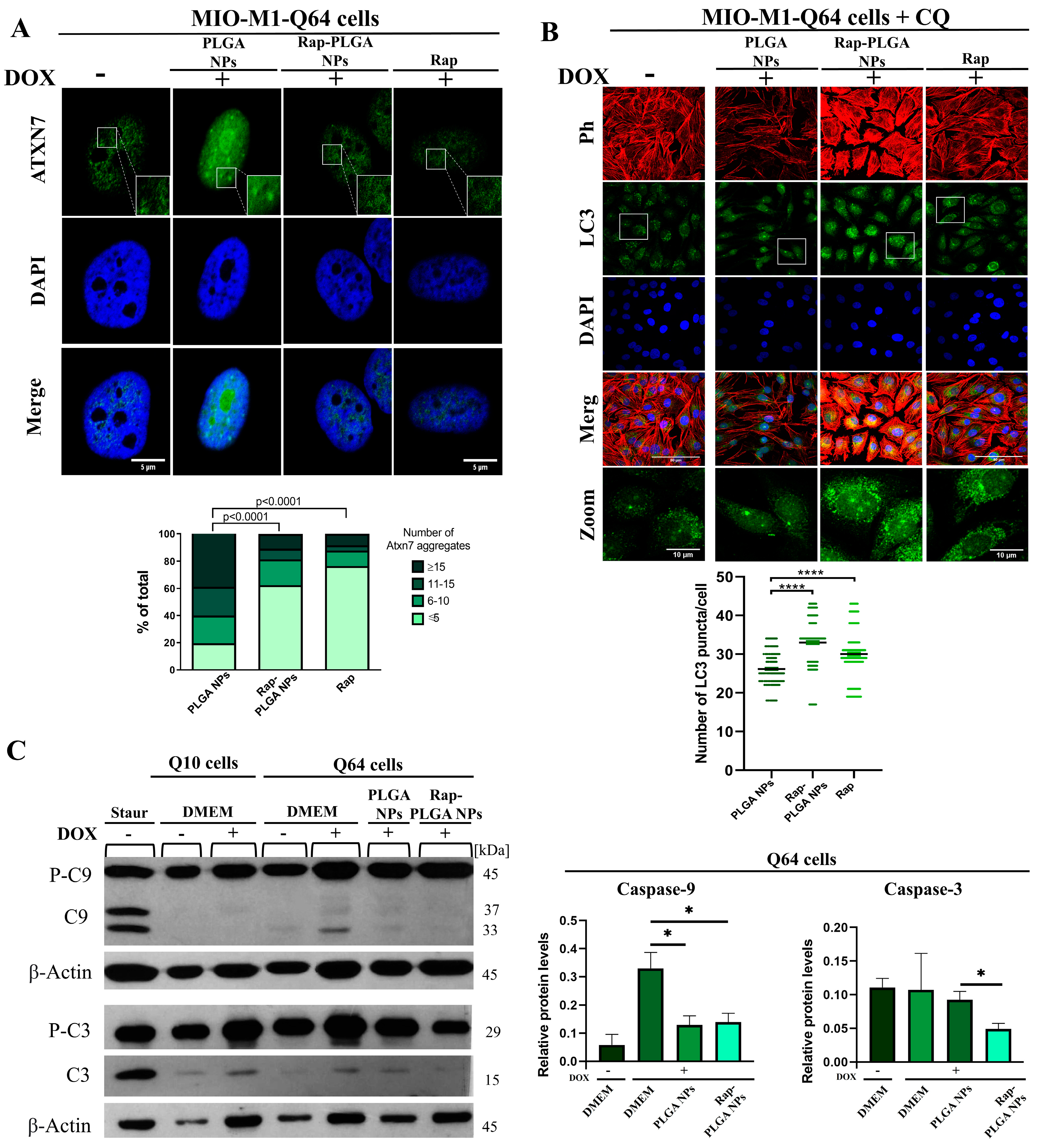 Cells 12 02735 g008 Cells 12 02735 g008