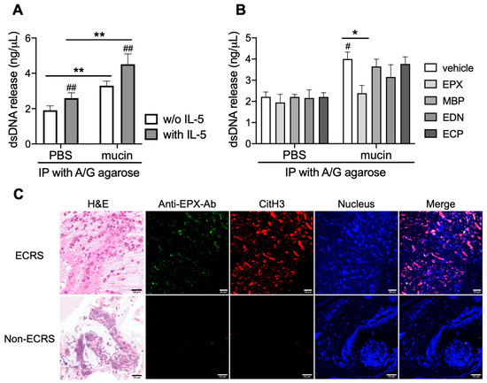 The Neutralization of the Eosinophil Peroxidase Antibody Accelerates ...