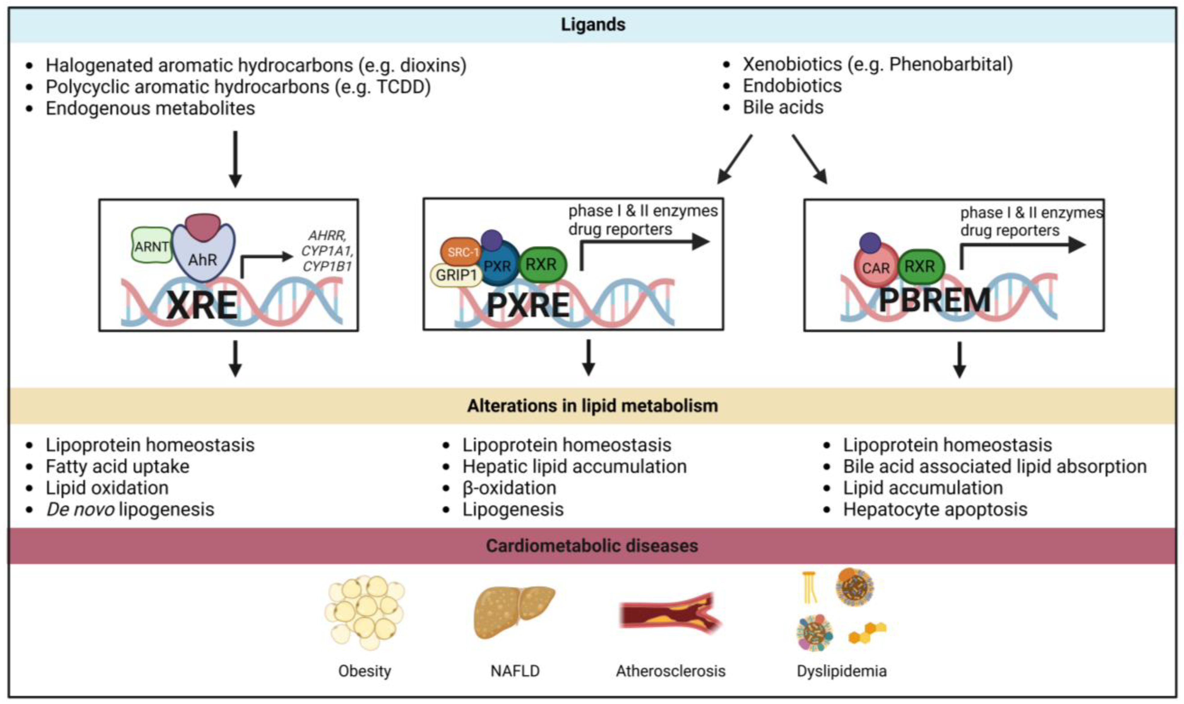 AhR, PXR and CAR: From Xenobiotic Receptors to Metabolic Sensors