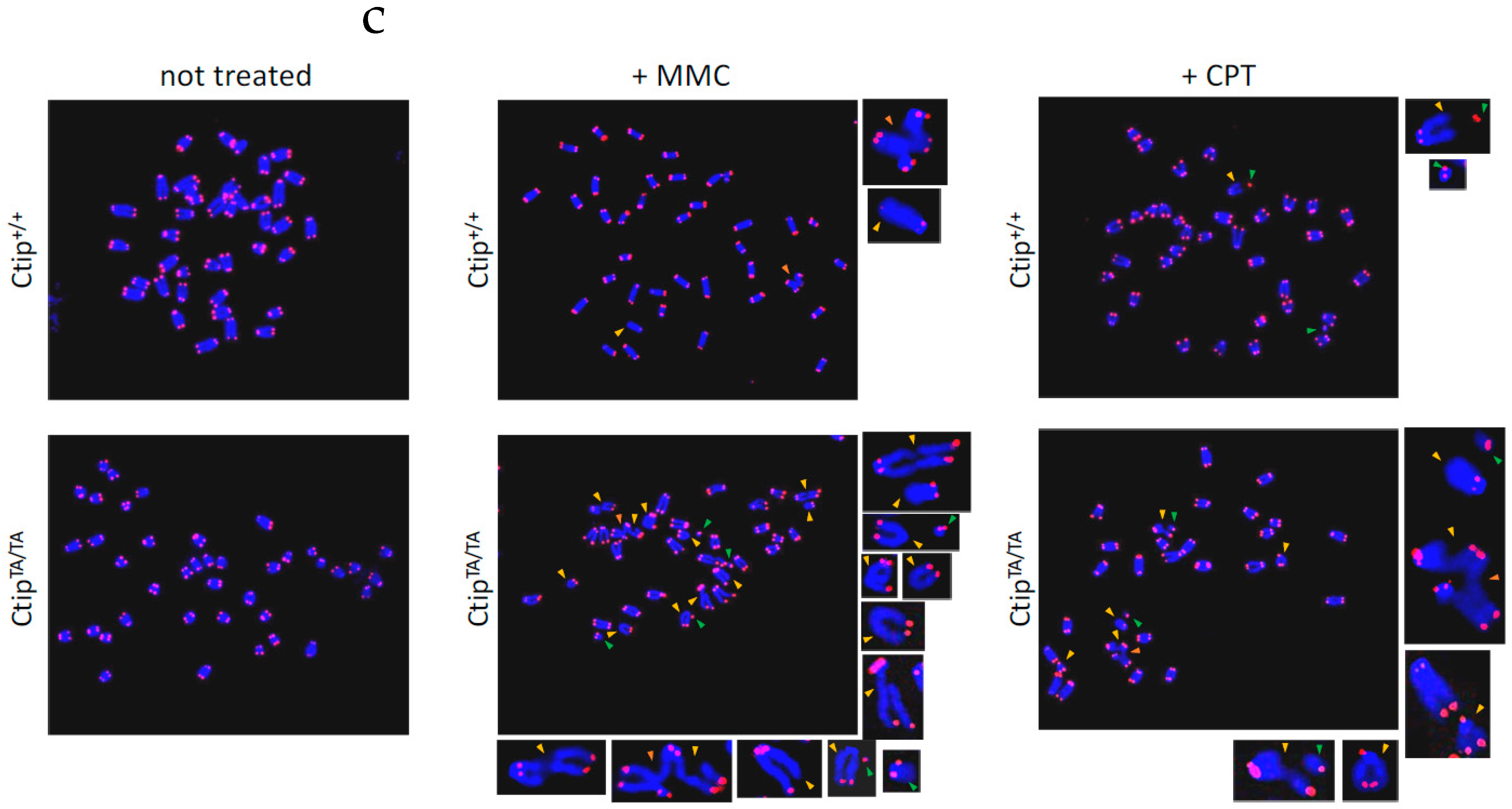 Cells 12 02762 g002b