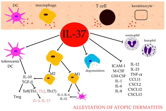 Potential Role of IL-37 in Atopic Dermatitis