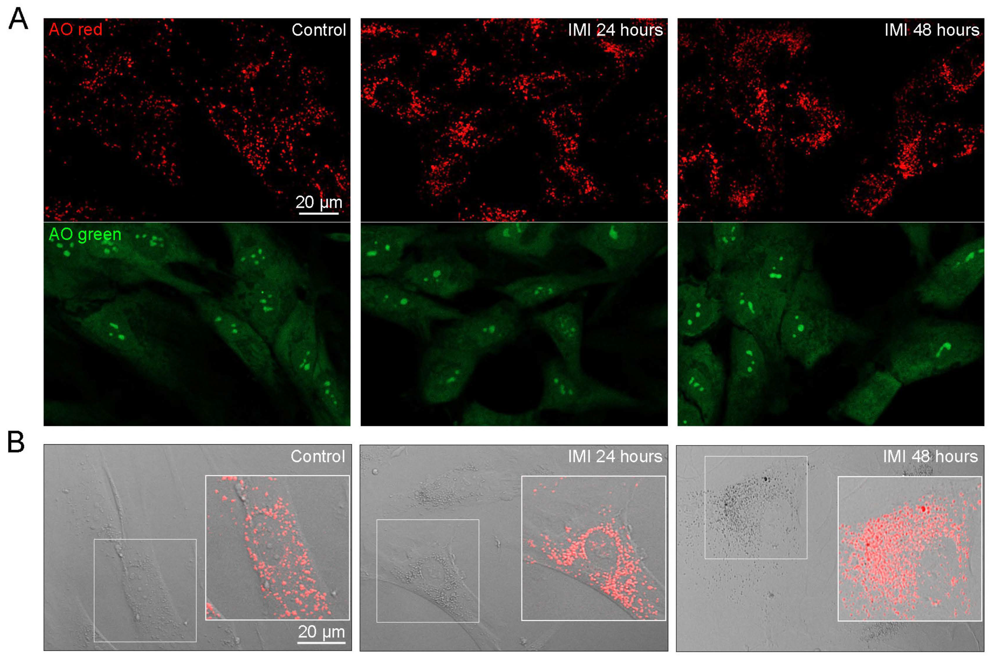 Cells 12 02772 g006a