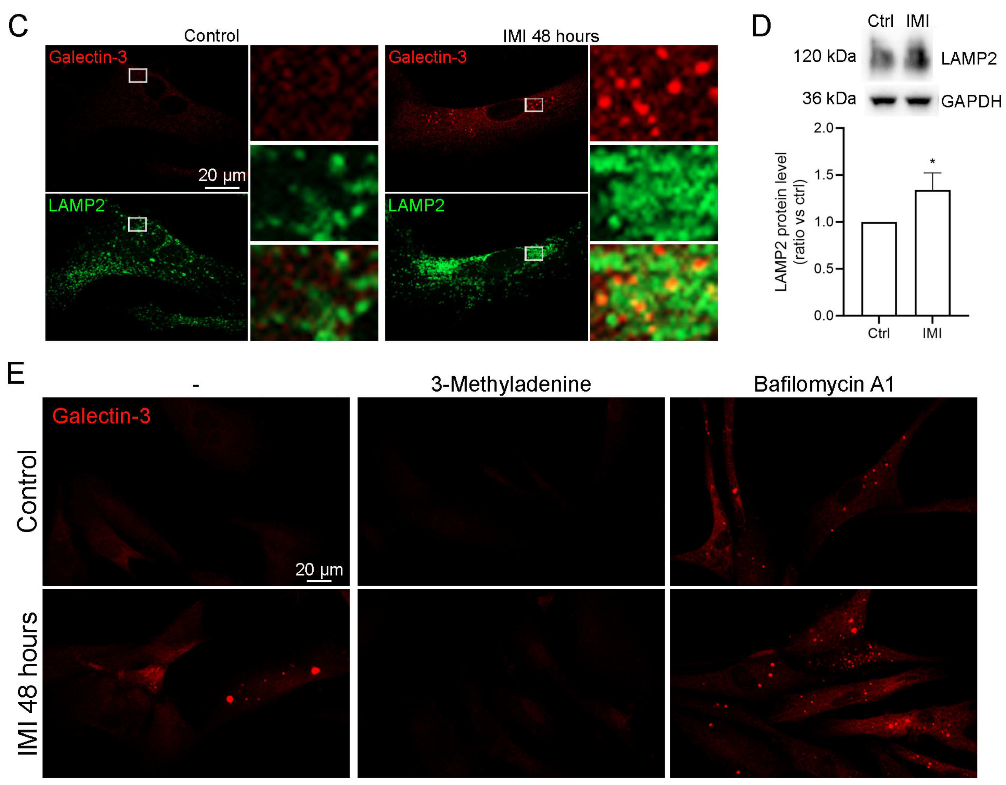 Cells 12 02772 g006b