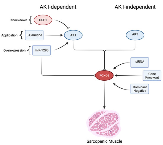 Therapeutic Consequences of Targeting the IGF-1/PI3K/AKT/FOXO3 Axis in ...