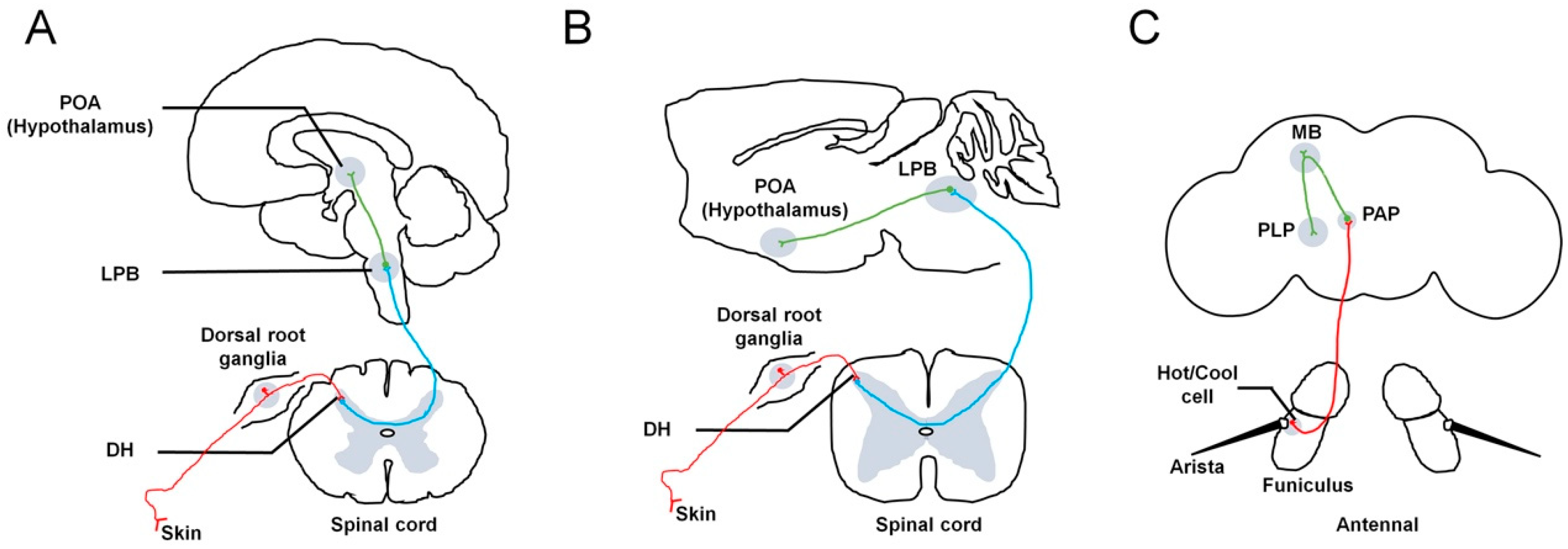 Thermosensory processing in the Drosophila brain