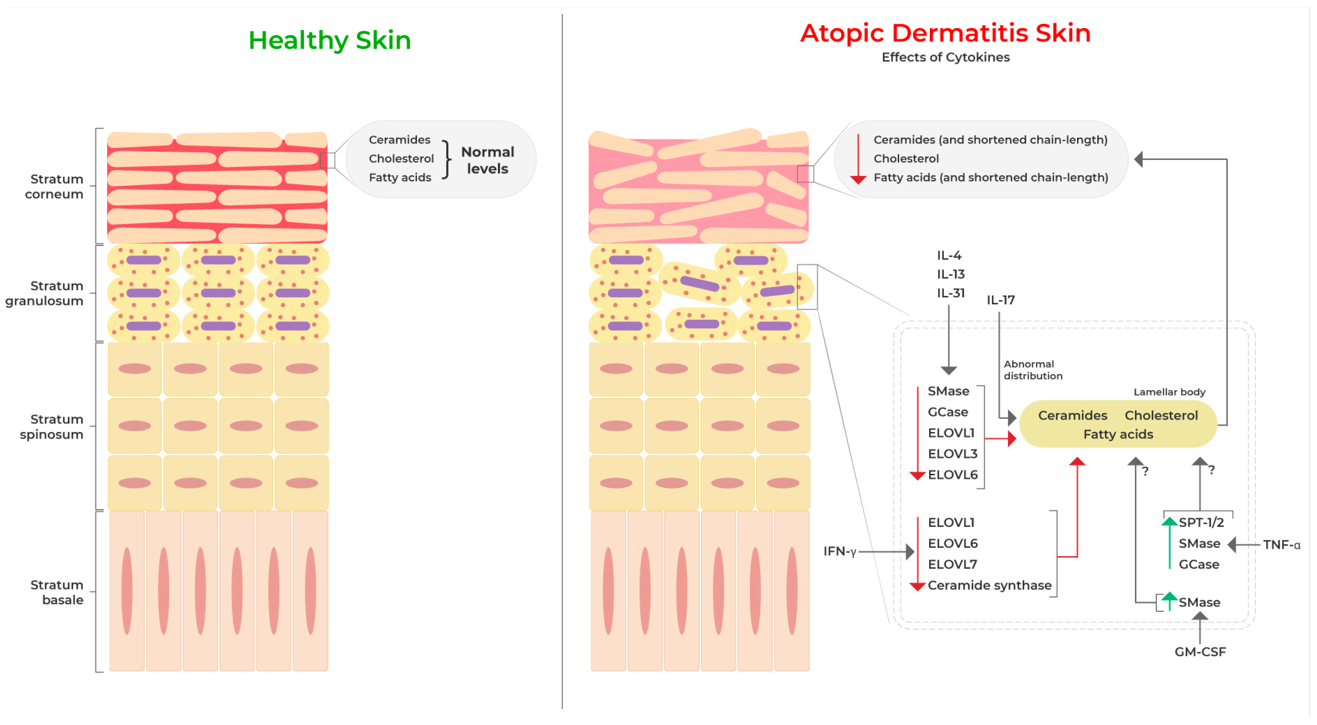 Cells 12 02793 g002 Cells 12 02793 g002