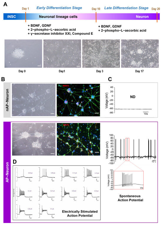 Exploring the Functional Heterogeneity of Directly Reprogrammed Neural ...