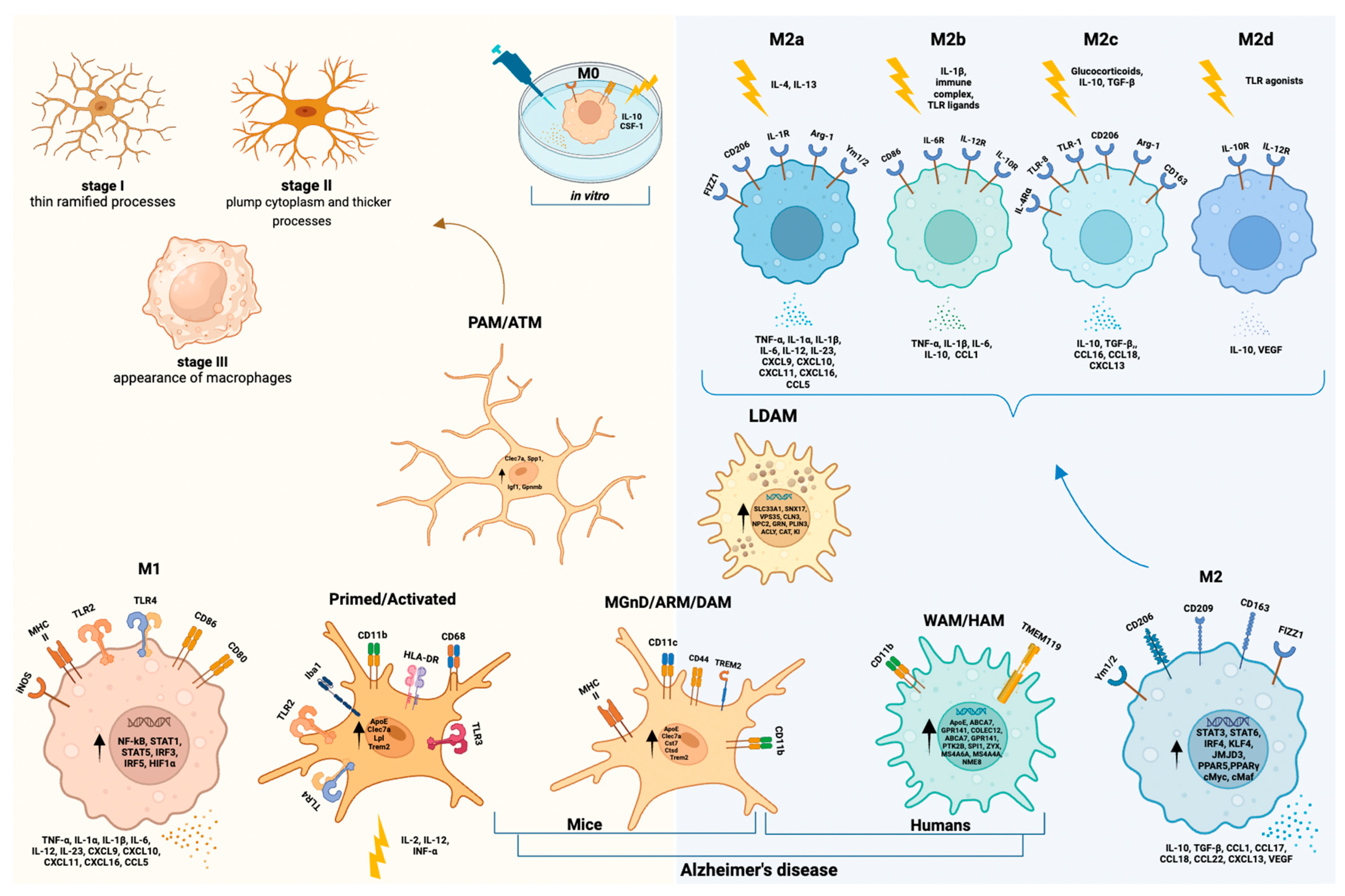 Cells | Free Full-Text | Microglial Senescence and Activation in Healthy  Aging and Alzheimer’s Disease: Systematic Review and  Neuropathological Scoring