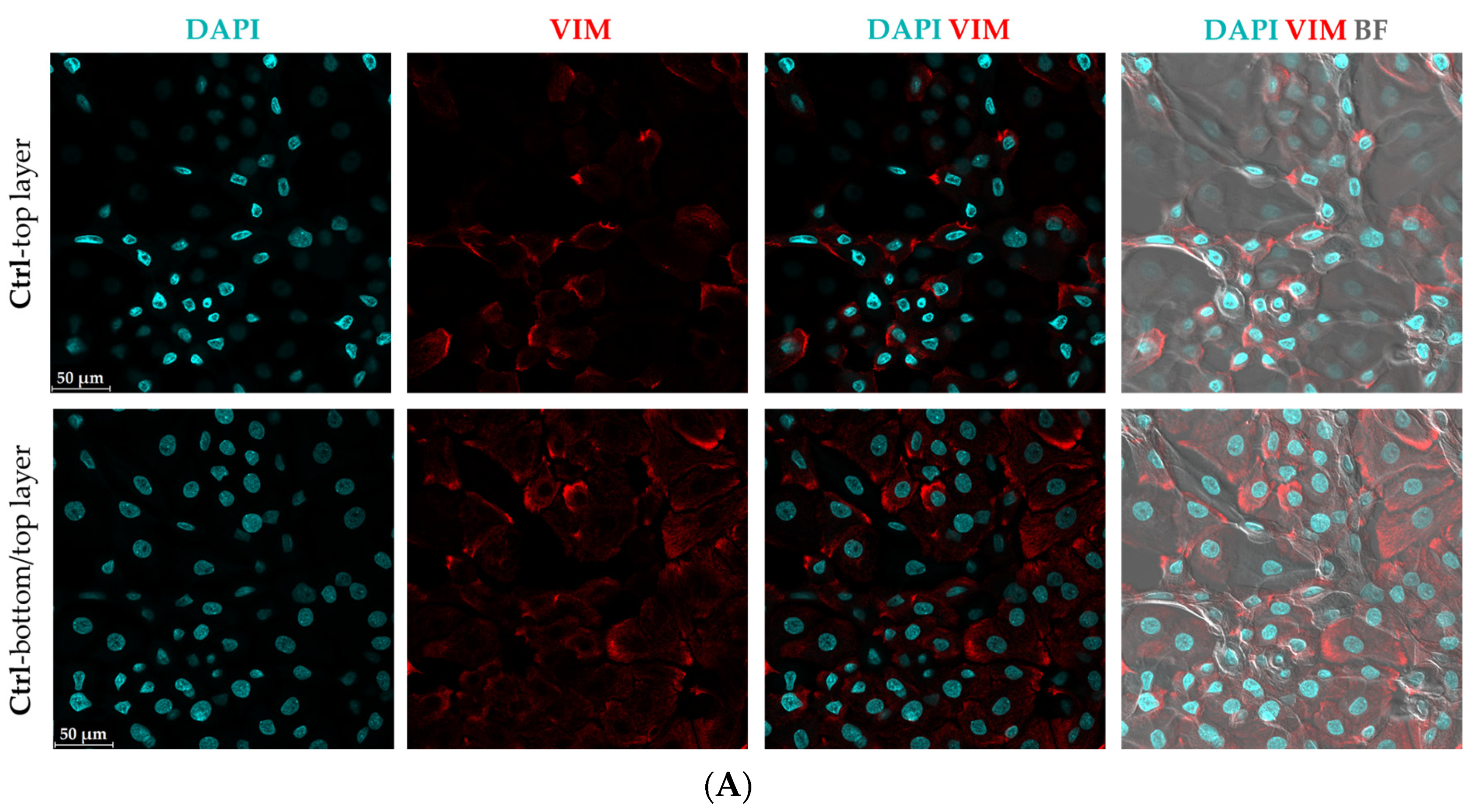 Cells 12 02825 g002a