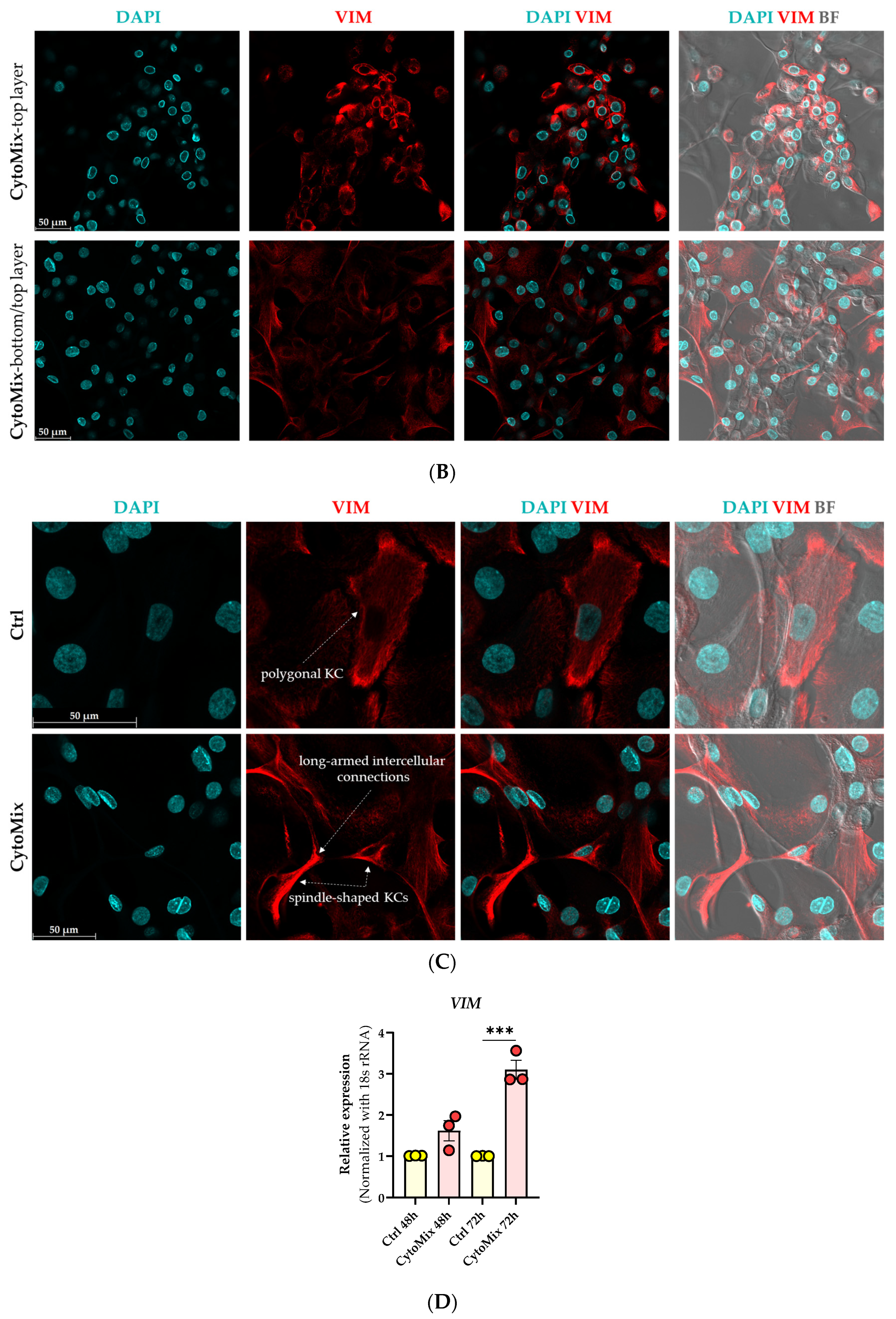 Cells 12 02825 g002b