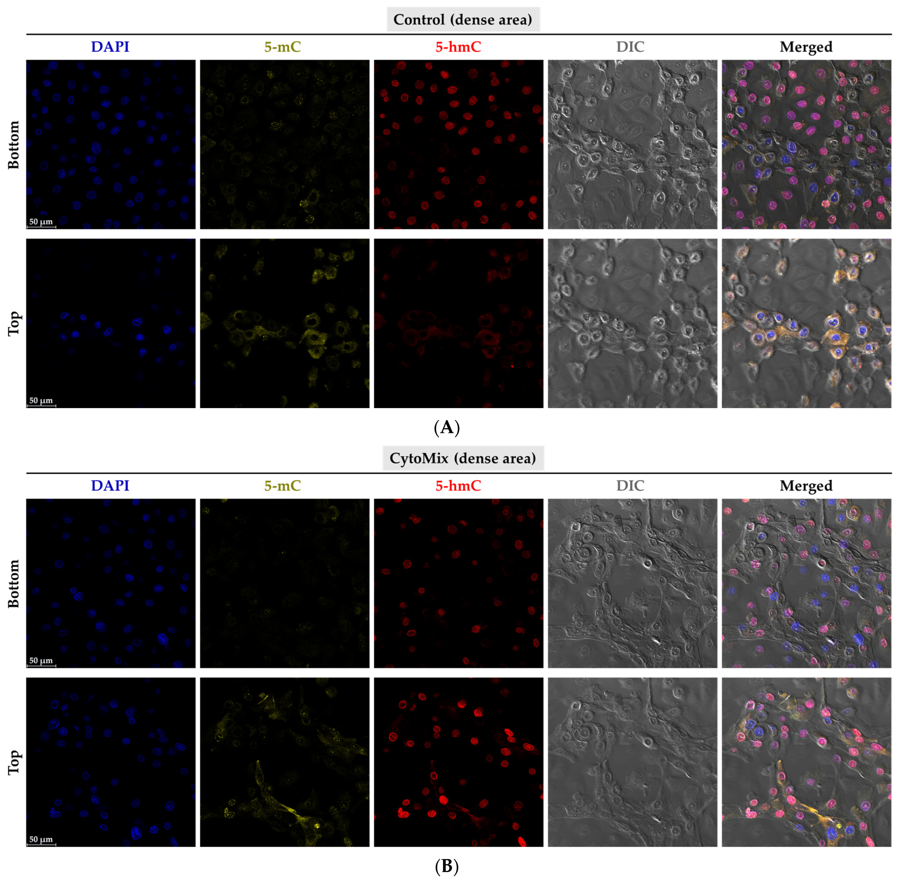Cells 12 02825 g012a