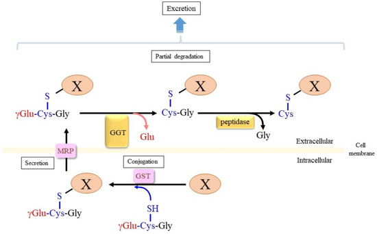 glutathione cocktail injection Glutathione conjugation and protein modification resulting from metabolic  activation of pesticide metalaxyl in vitro and in vivo