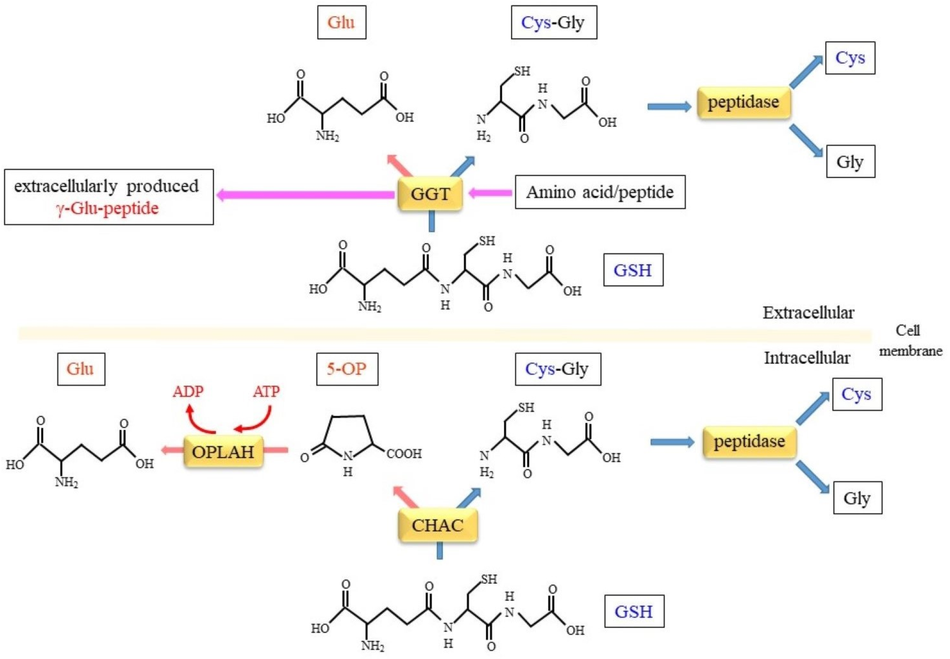 Cells 12 02831 g003 Cells 12 02831 g003