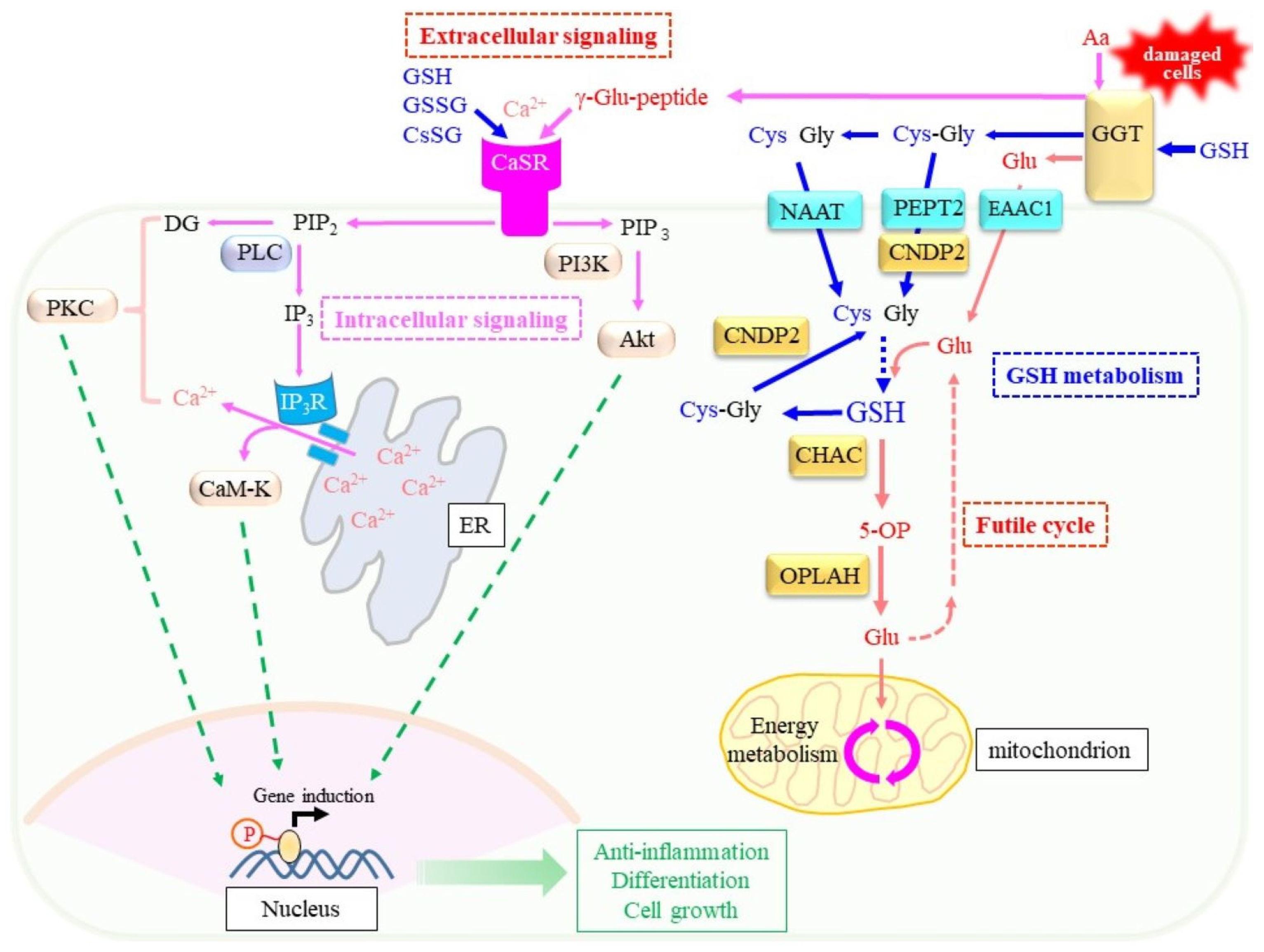 Cells 12 02831 g008 Cells 12 02831 g008