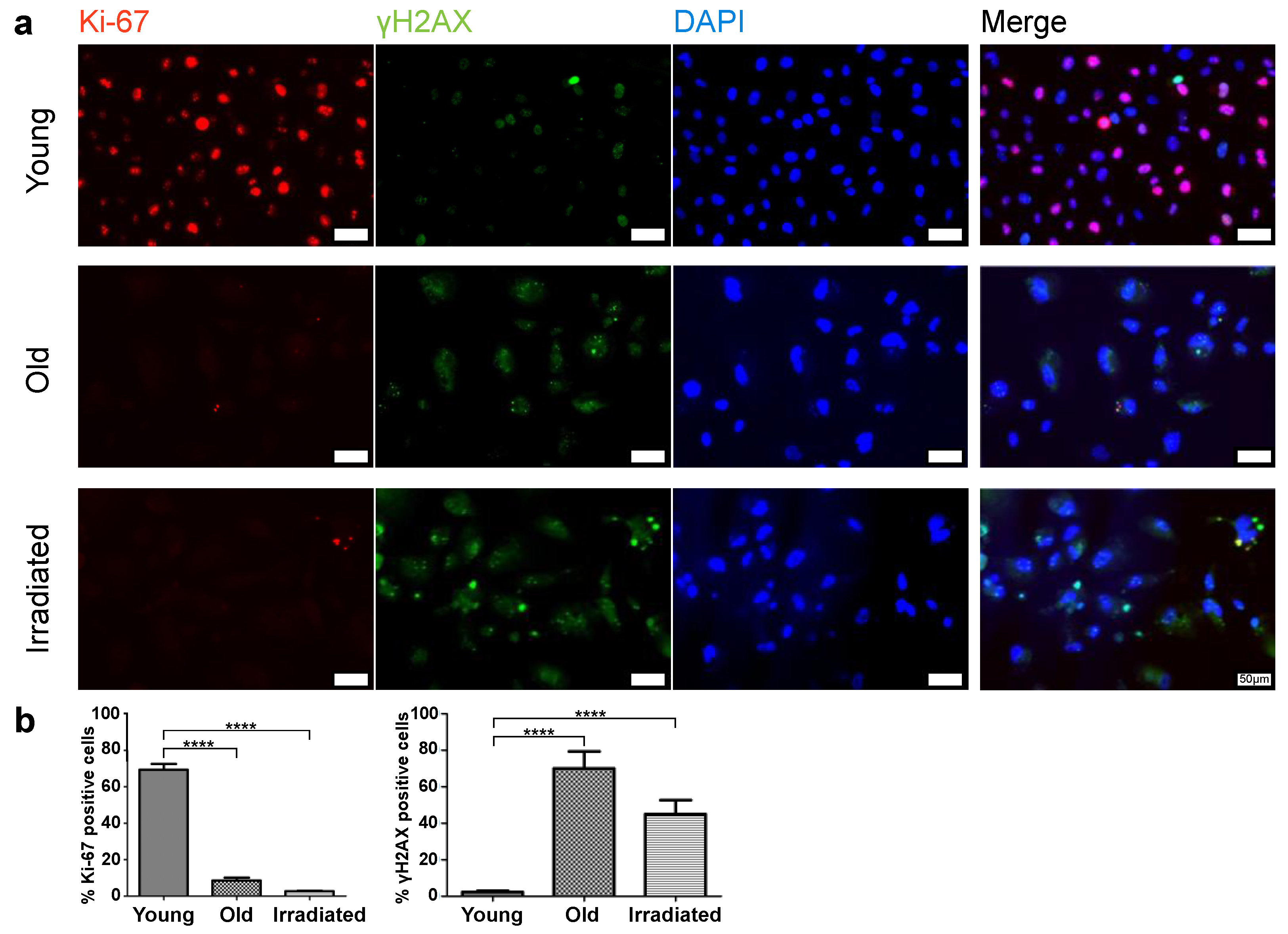 Cells 12 02836 g001