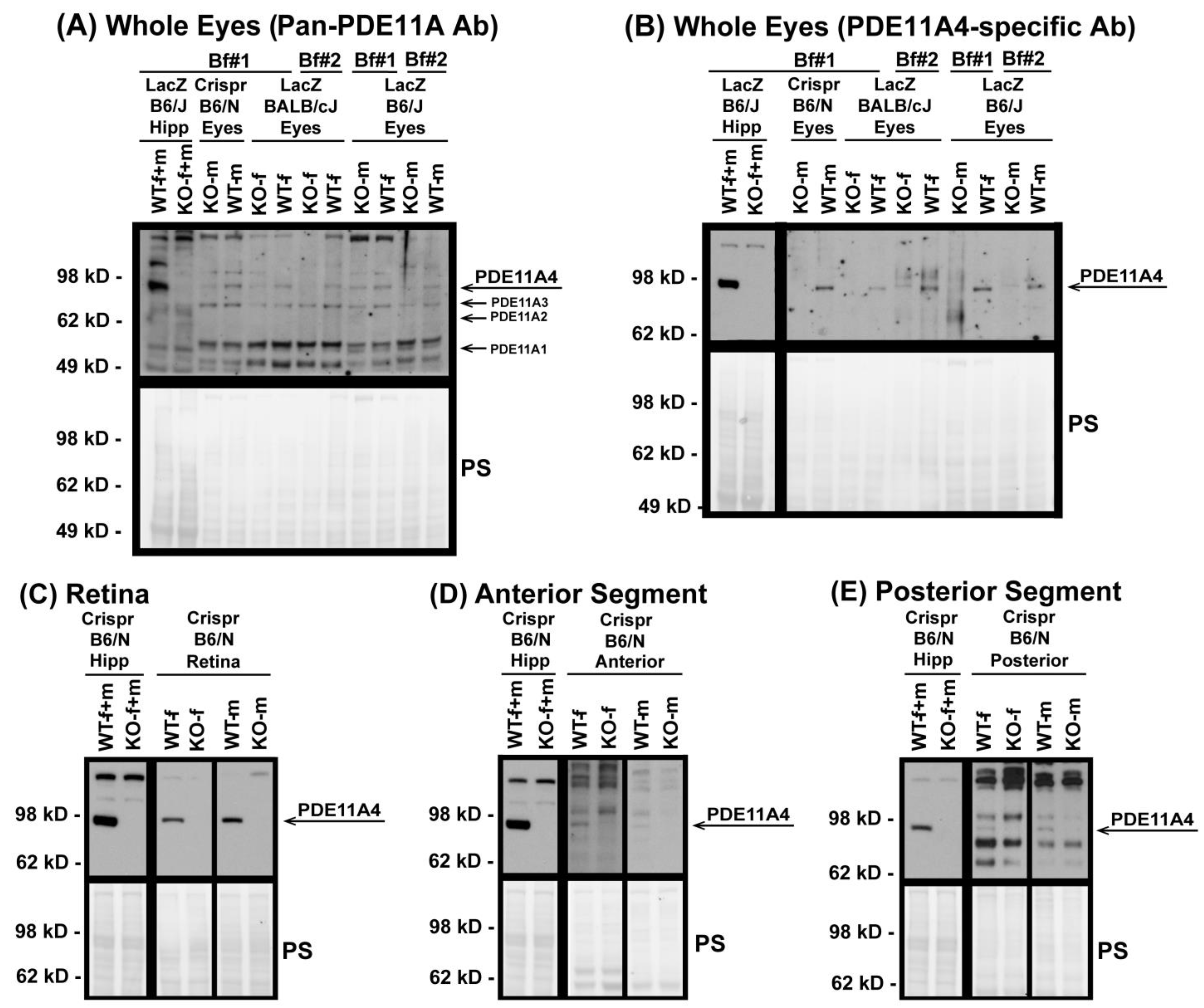 Cells 12 02839 g001 Cells 12 02839 g001