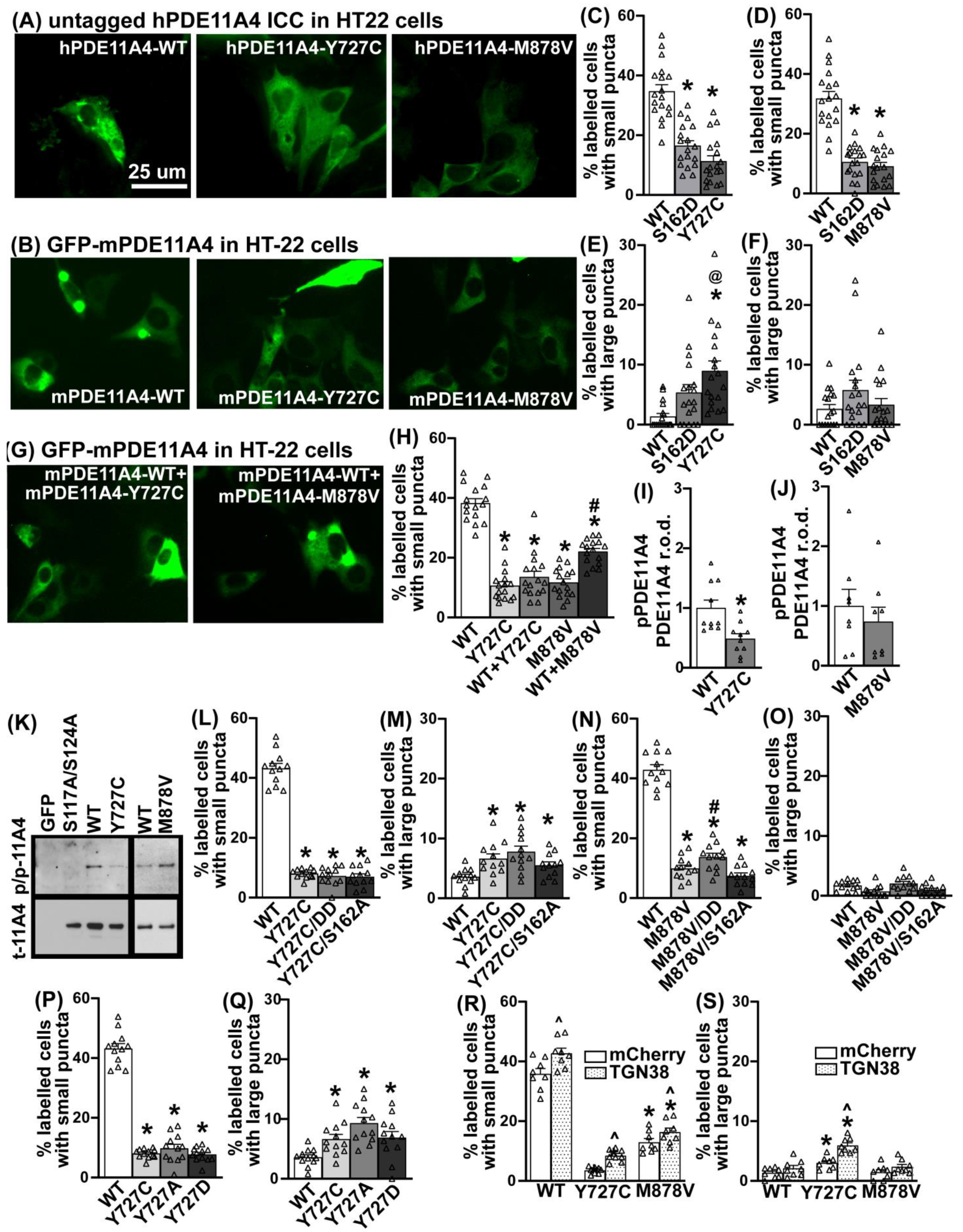 Cells 12 02839 g006 Cells 12 02839 g006