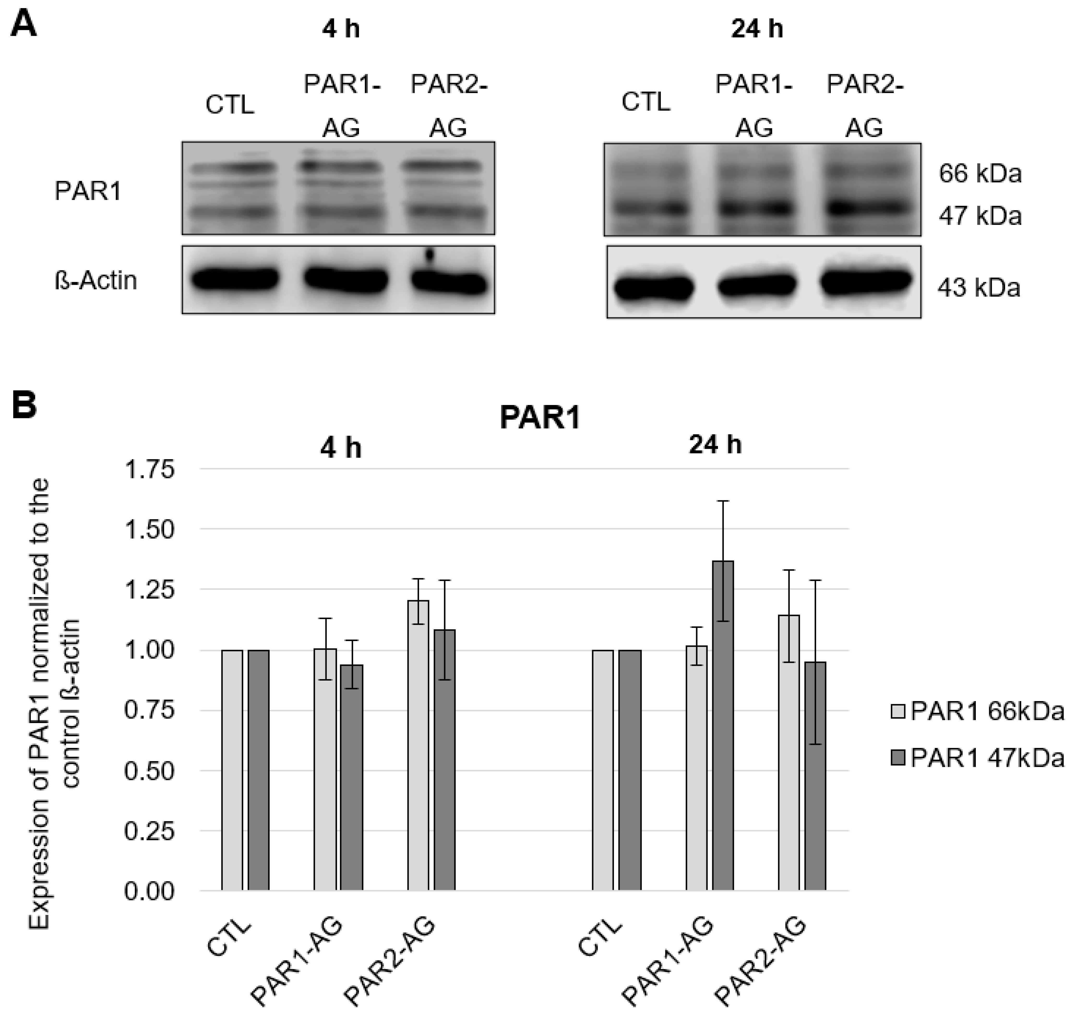 Cells 12 02849 g004 Cells 12 02849 g004