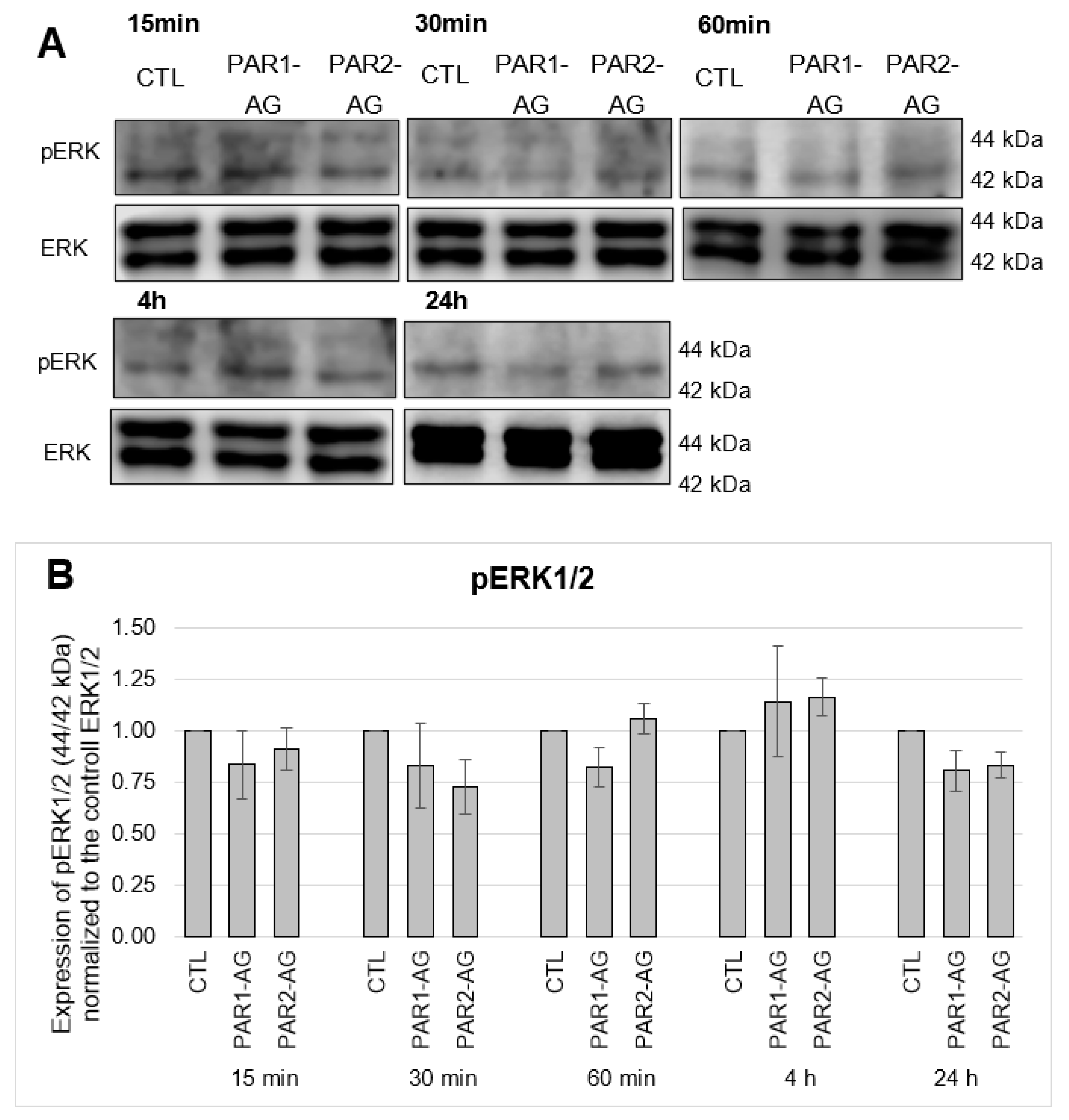 Cells 12 02849 g006 Cells 12 02849 g006