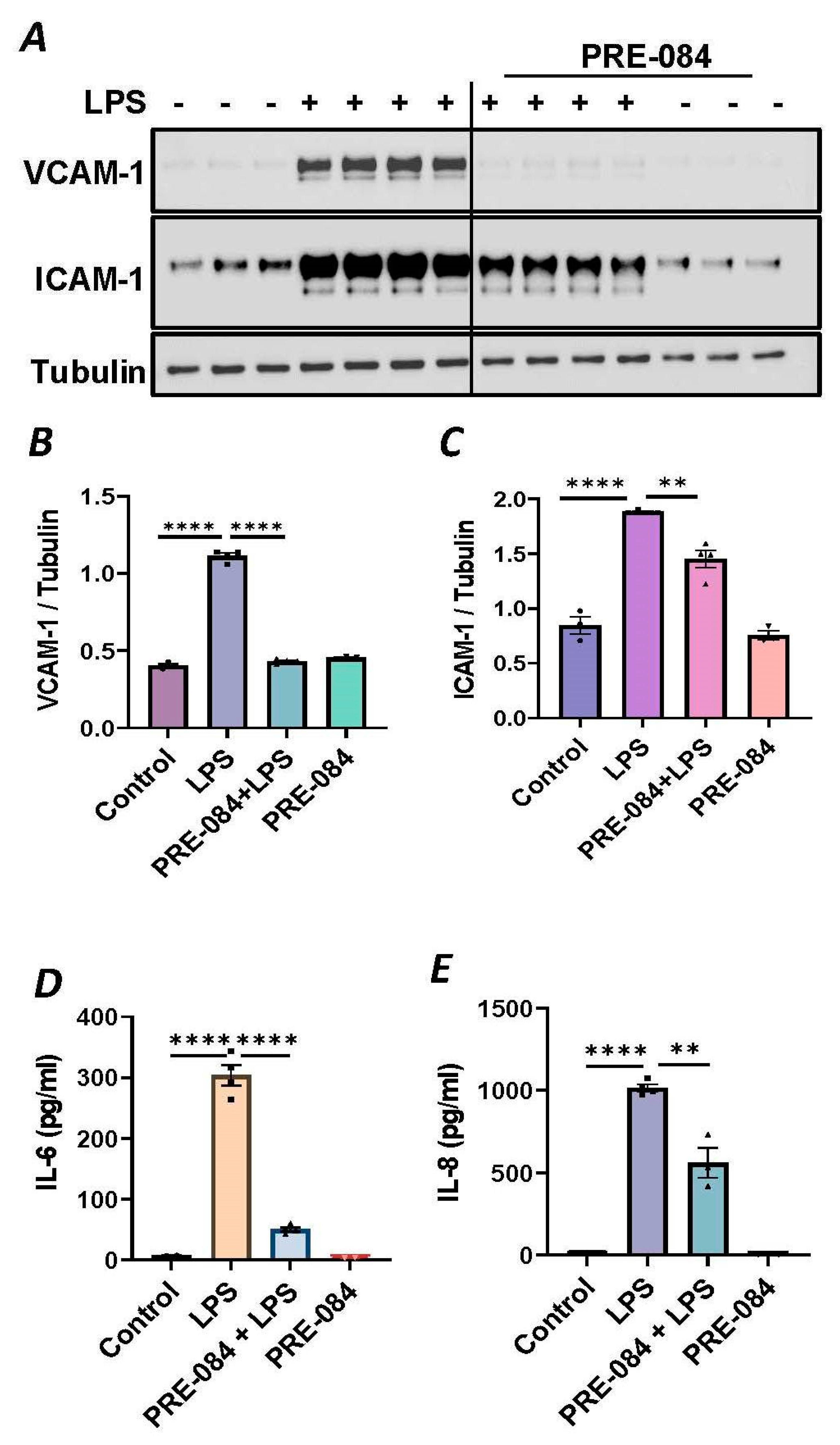 Cells 13 00005 g002a