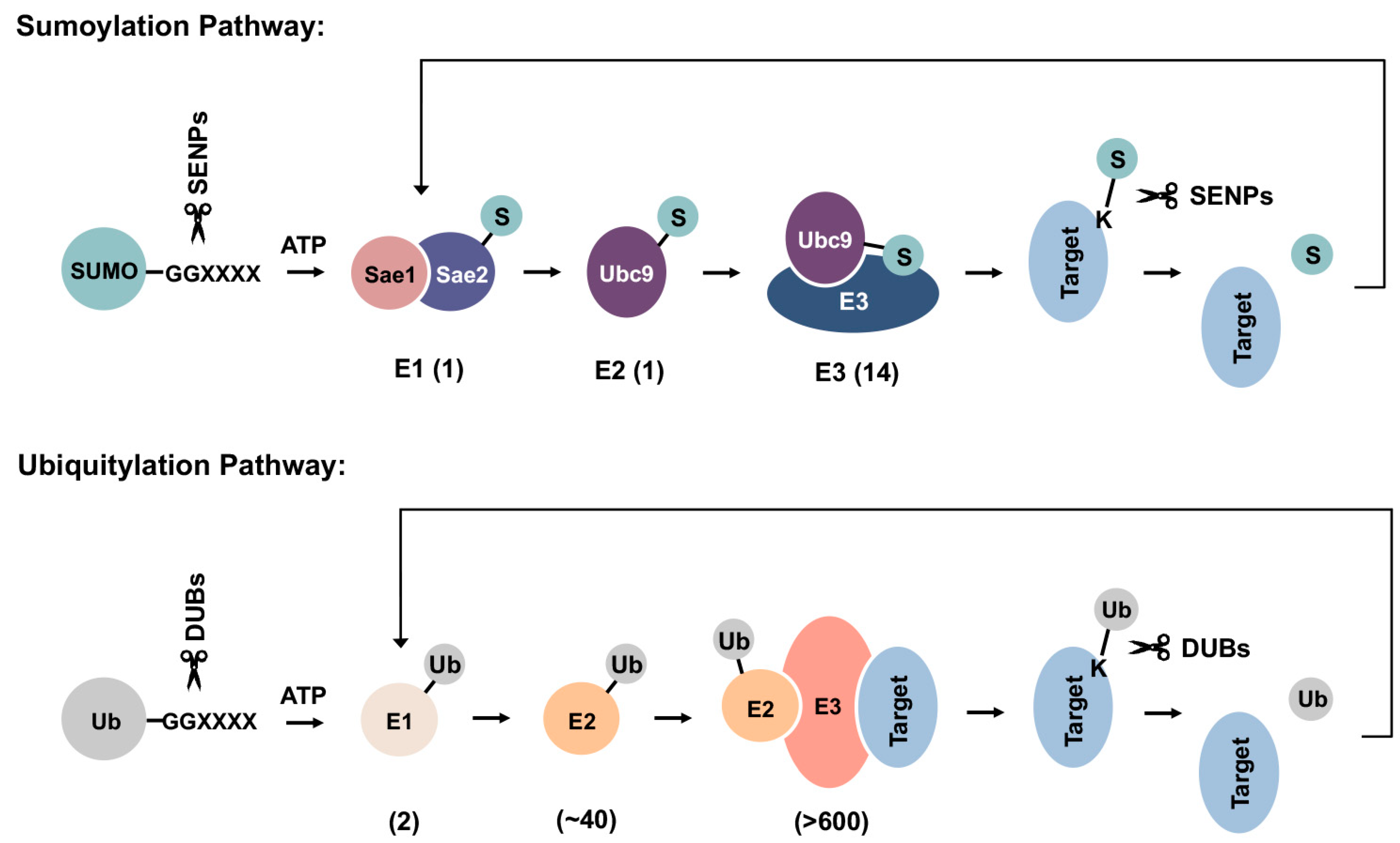 Cells 13 00008 g002 Cells 13 00008 g002