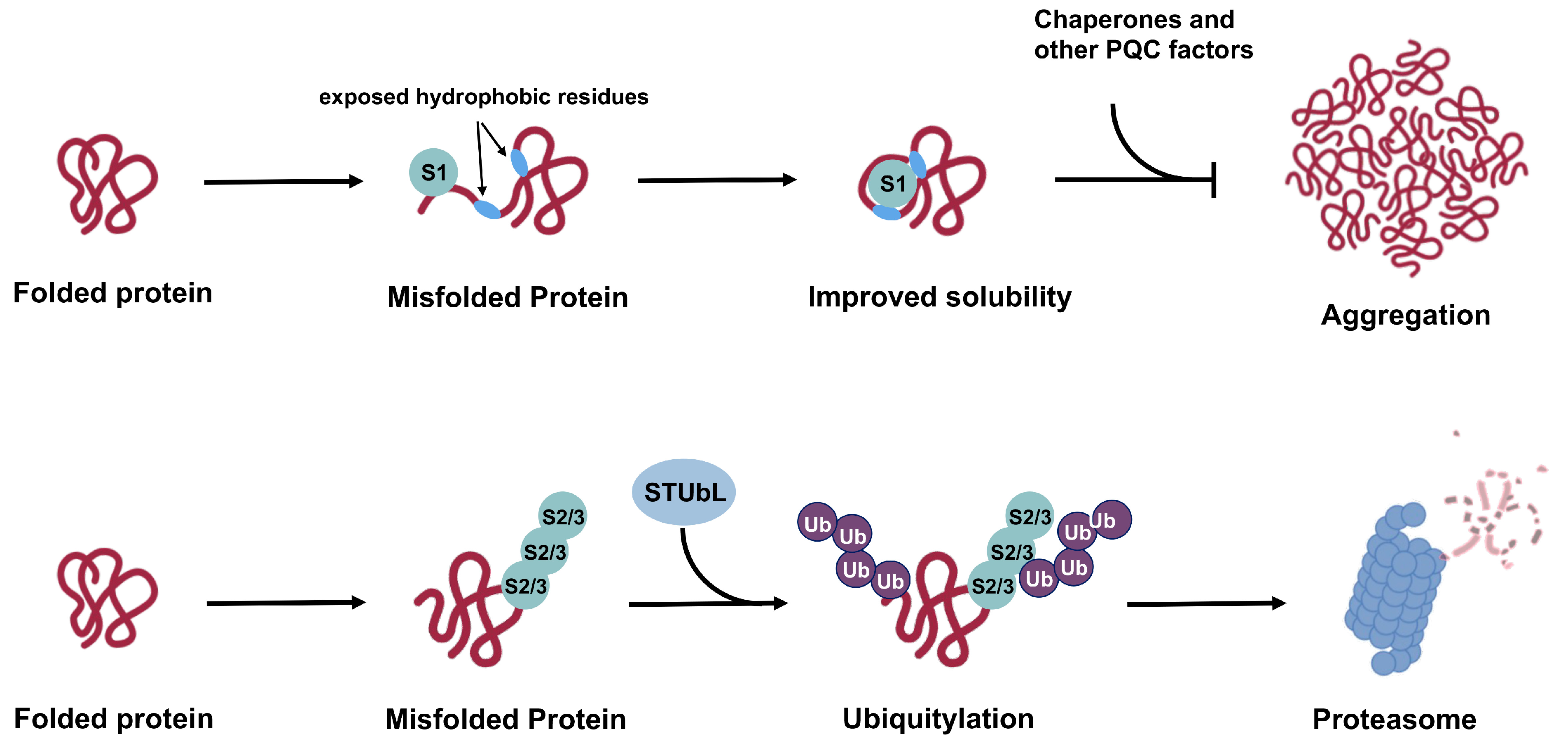 Cells 13 00008 g005 Cells 13 00008 g005
